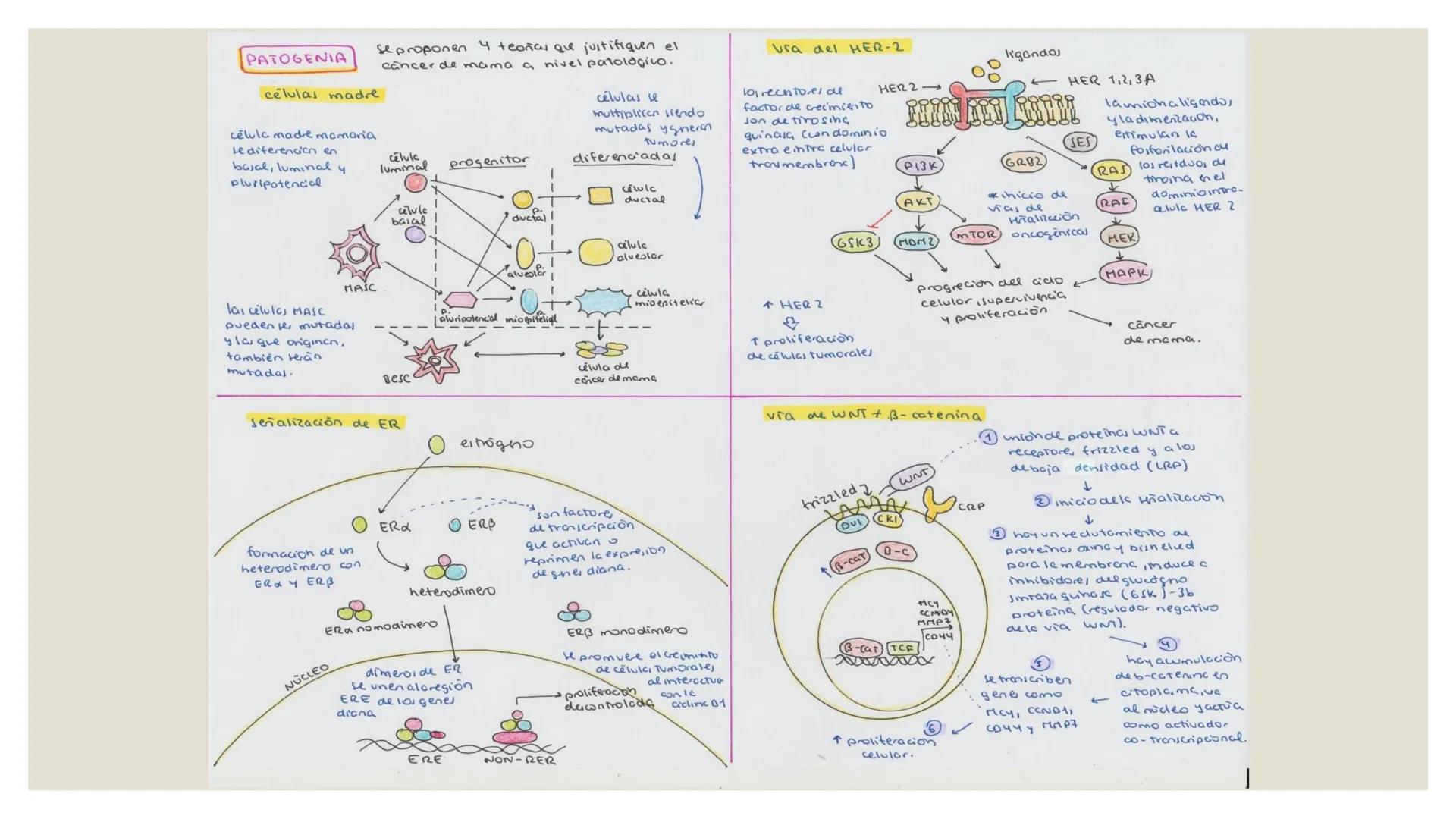 # CÁNCER DE MAMA
## DEFINICIÓN Y TIPOS
El cáncer de mama es un proceso oncológico en el que células de la glándula mama degeneran y se prol