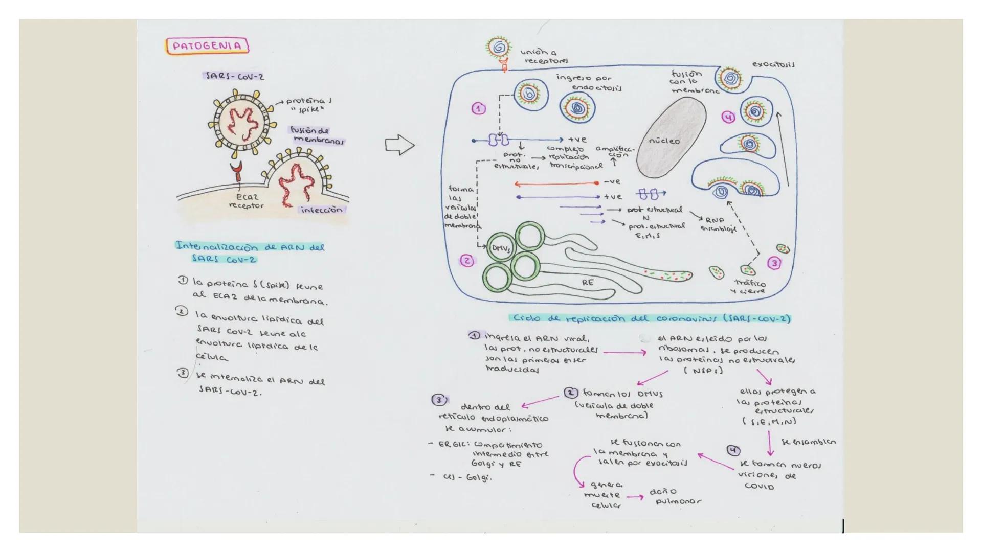 --- OCR Start ---
CORONAVIRUS
DEFINICIÓN
مم
El COVID-19 es una enfermedad causado por elSARS COV-2
tipos de animales debido asu
coronavirus