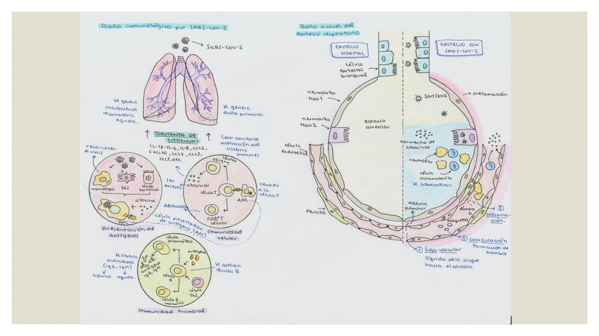 --- OCR Start ---
CORONAVIRUS
DEFINICIÓN
مم
El COVID-19 es una enfermedad causado por elSARS COV-2
tipos de animales debido asu
coronavirus
