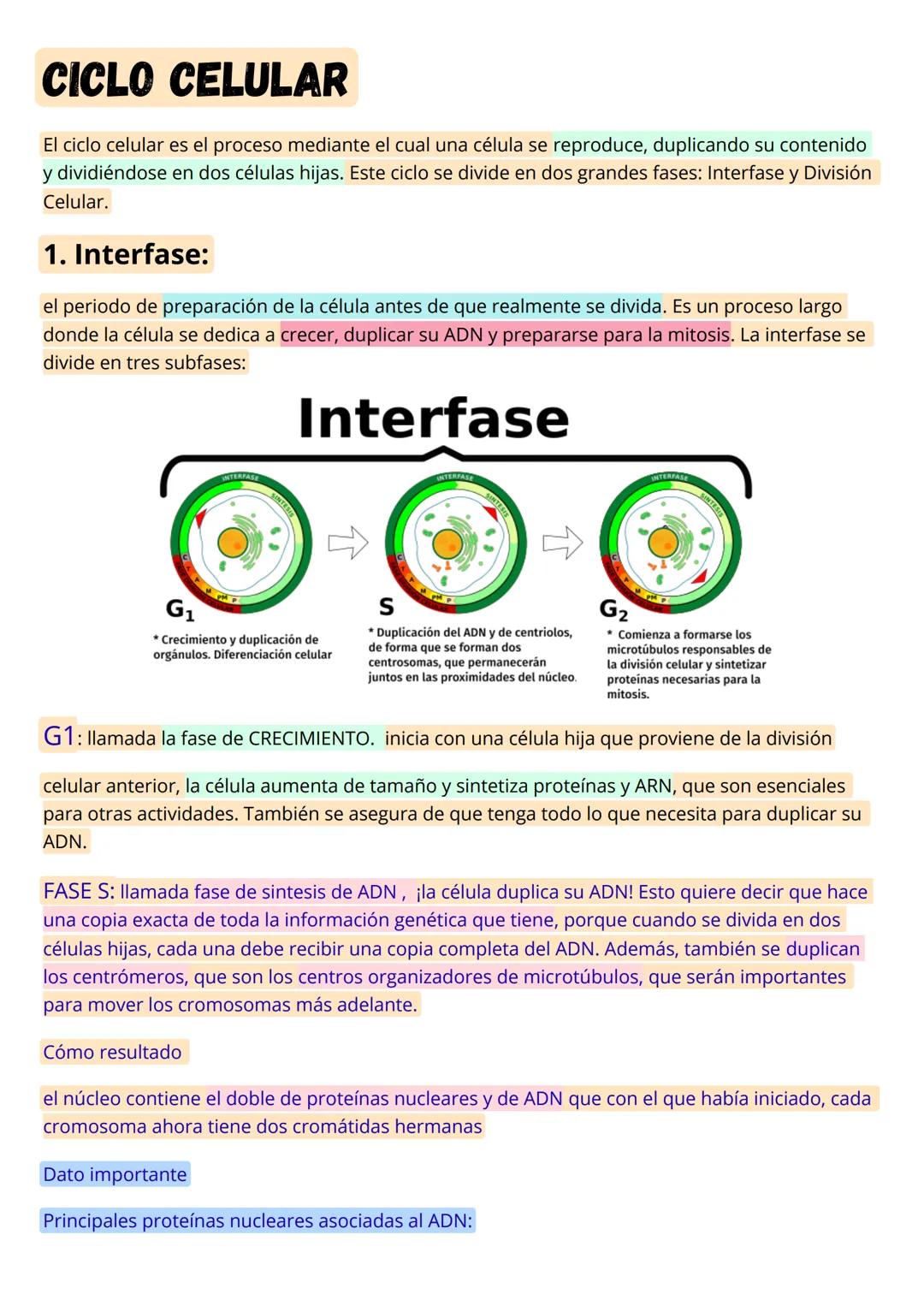 CICLO CELULAR
El ciclo celular es el proceso mediante el cual una célula se reproduce, duplicando su contenido
y dividiéndose en dos células
