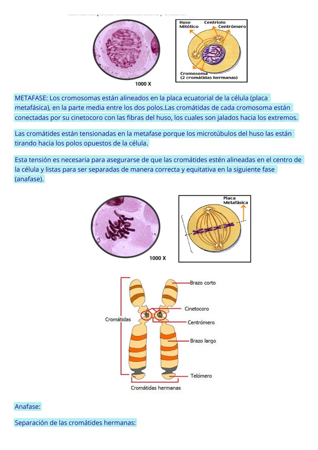 CICLO CELULAR
El ciclo celular es el proceso mediante el cual una célula se reproduce, duplicando su contenido
y dividiéndose en dos células