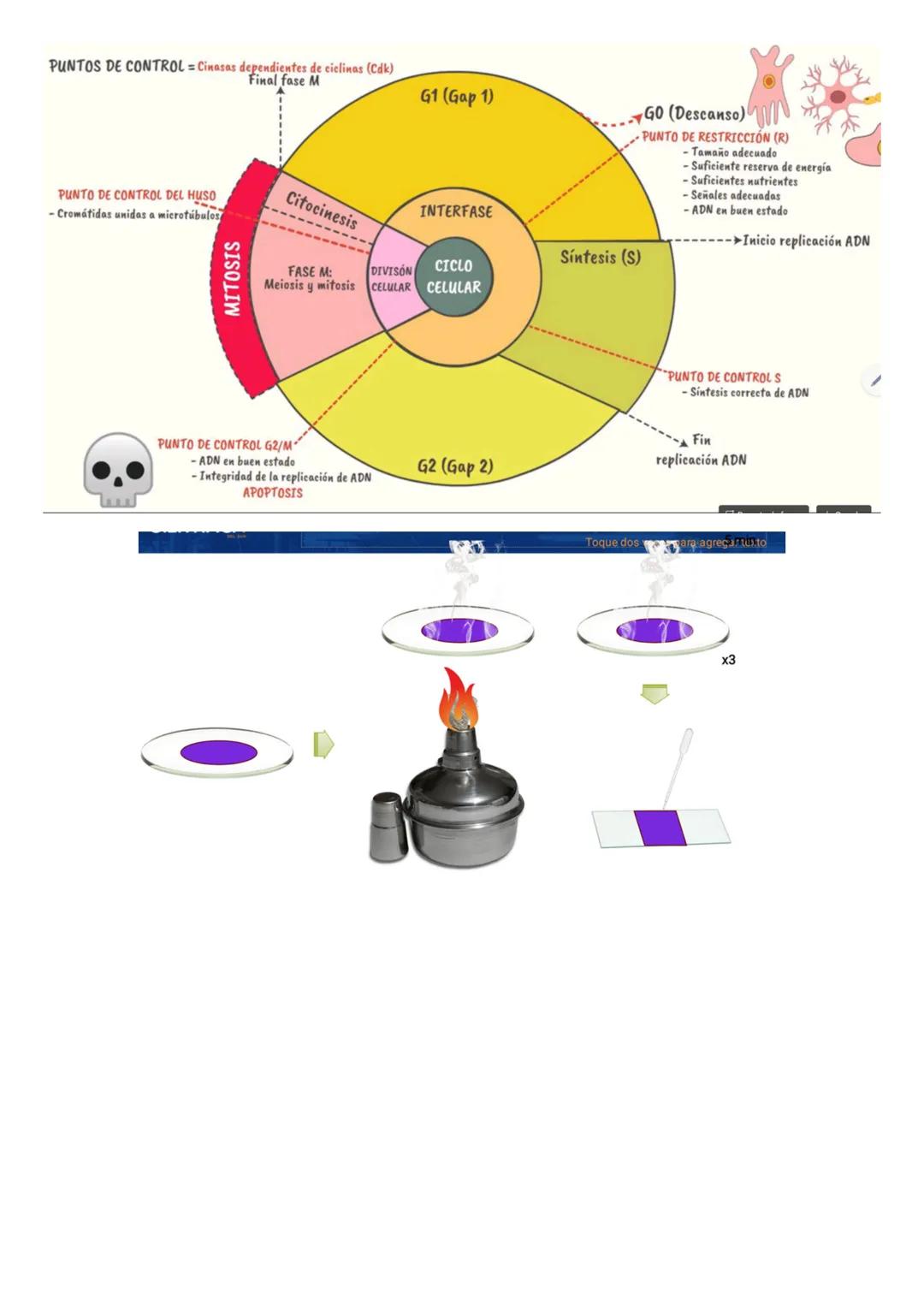 CICLO CELULAR
El ciclo celular es el proceso mediante el cual una célula se reproduce, duplicando su contenido
y dividiéndose en dos células