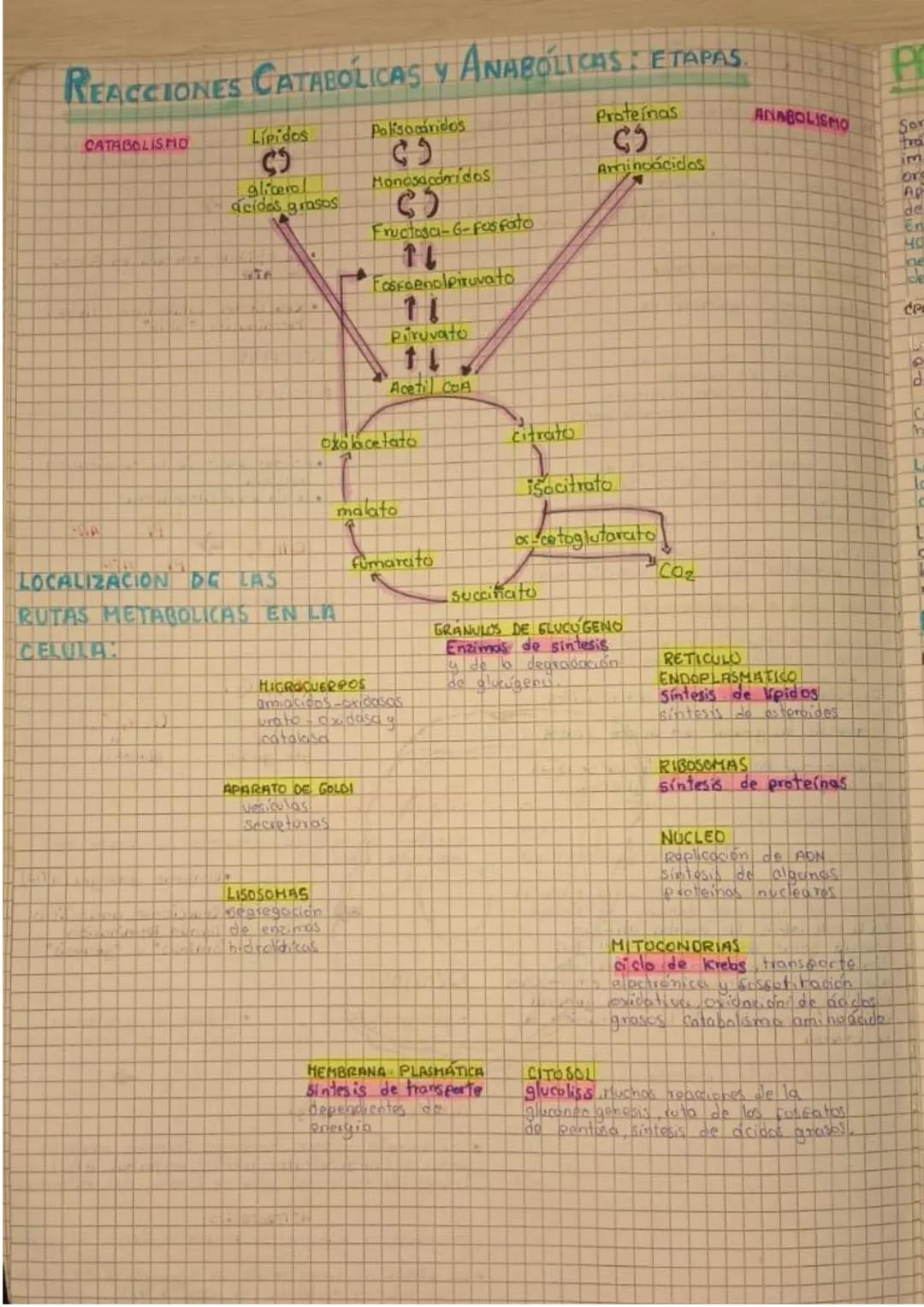 METABOLISMO:
Serie de reacciones químicas que permiten a
los organismos obtener energía necesaria para
crecer, reproducirse, moverse y alime