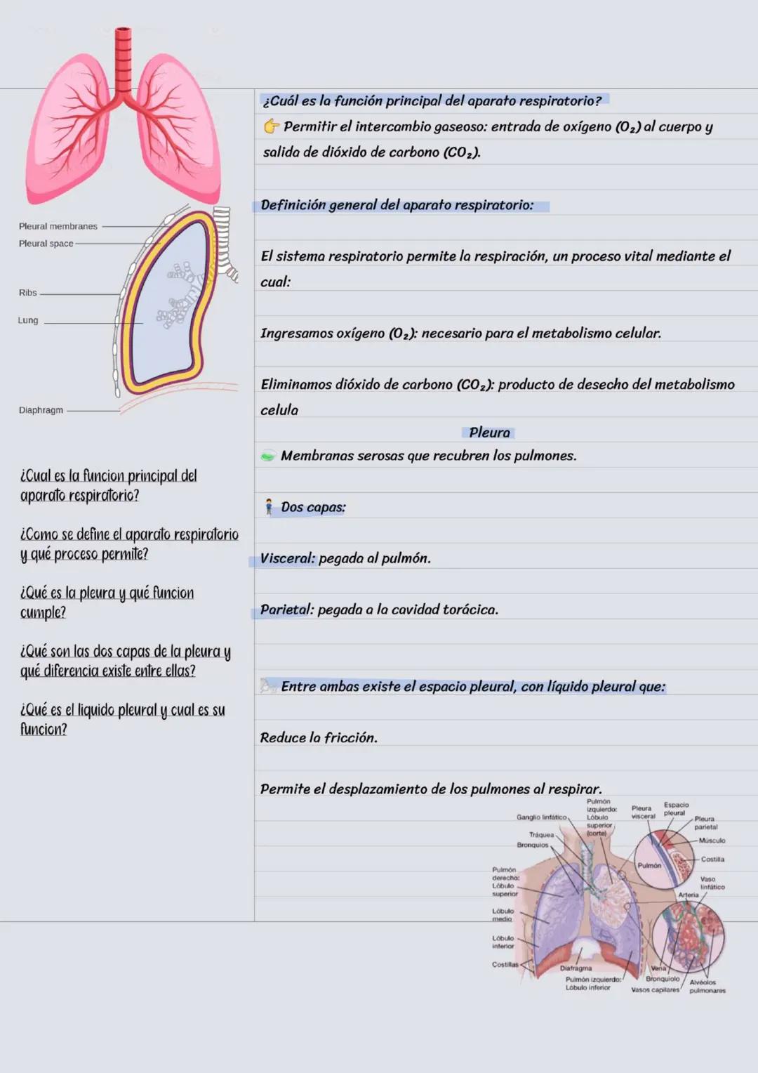 Vía respiratoria superior
El sistema Respiratorio
Cavidad nasal
vías Respiratorias superiores
Faringe-
Laringe-
- nariz y fosas nasales : fi