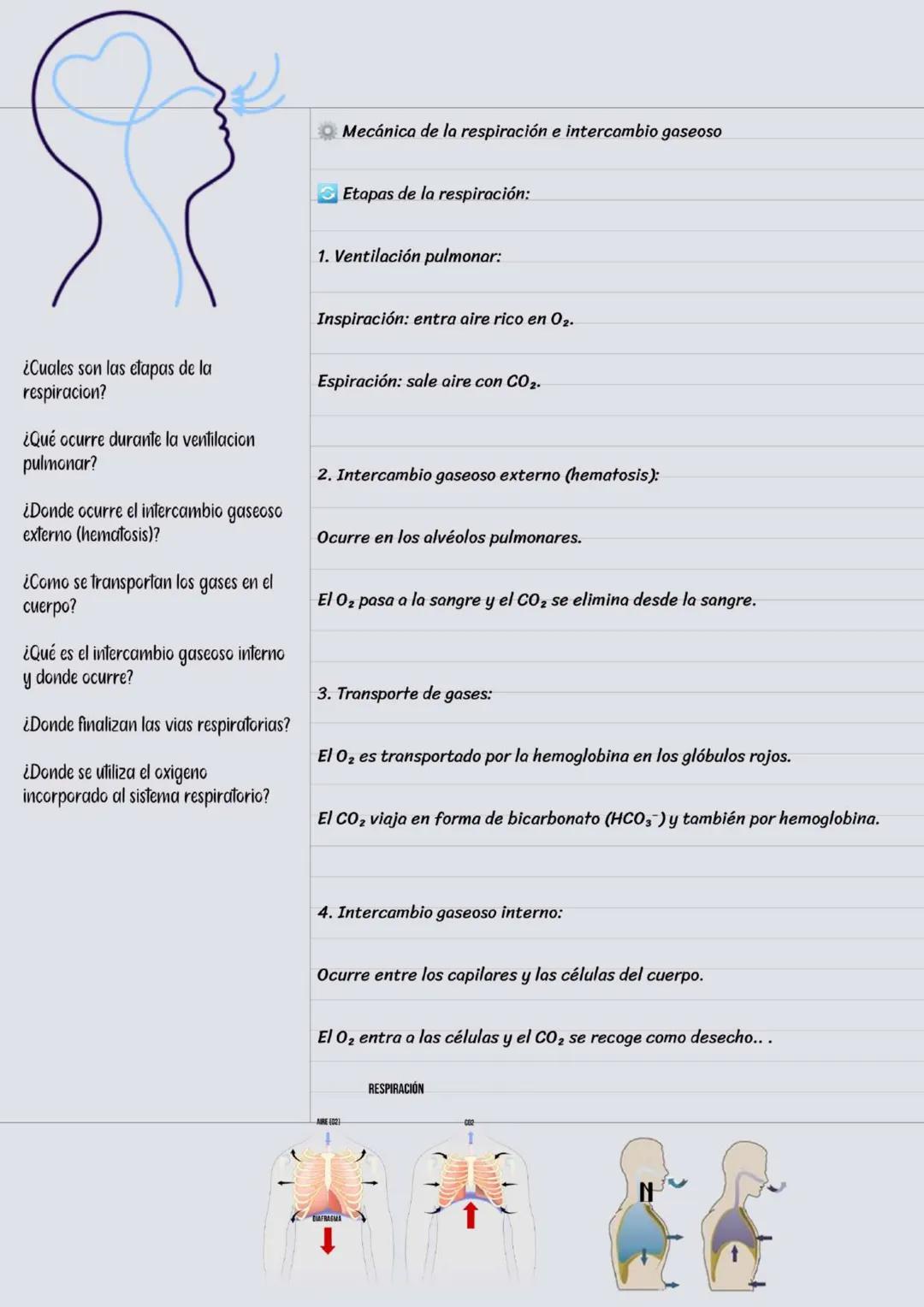 Vía respiratoria superior
El sistema Respiratorio
Cavidad nasal
vías Respiratorias superiores
Faringe-
Laringe-
- nariz y fosas nasales : fi