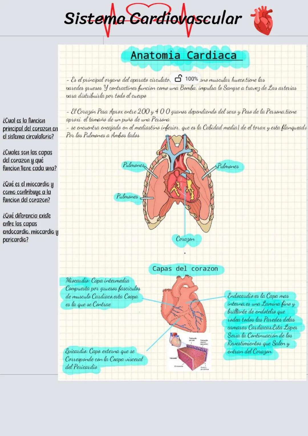 ¿Cual es la funcion
principal del corazon en
el sistema circulatorio?
¿Cuales son las capas
del corazon y qué
funcion tiene cada una?
¿Qué e