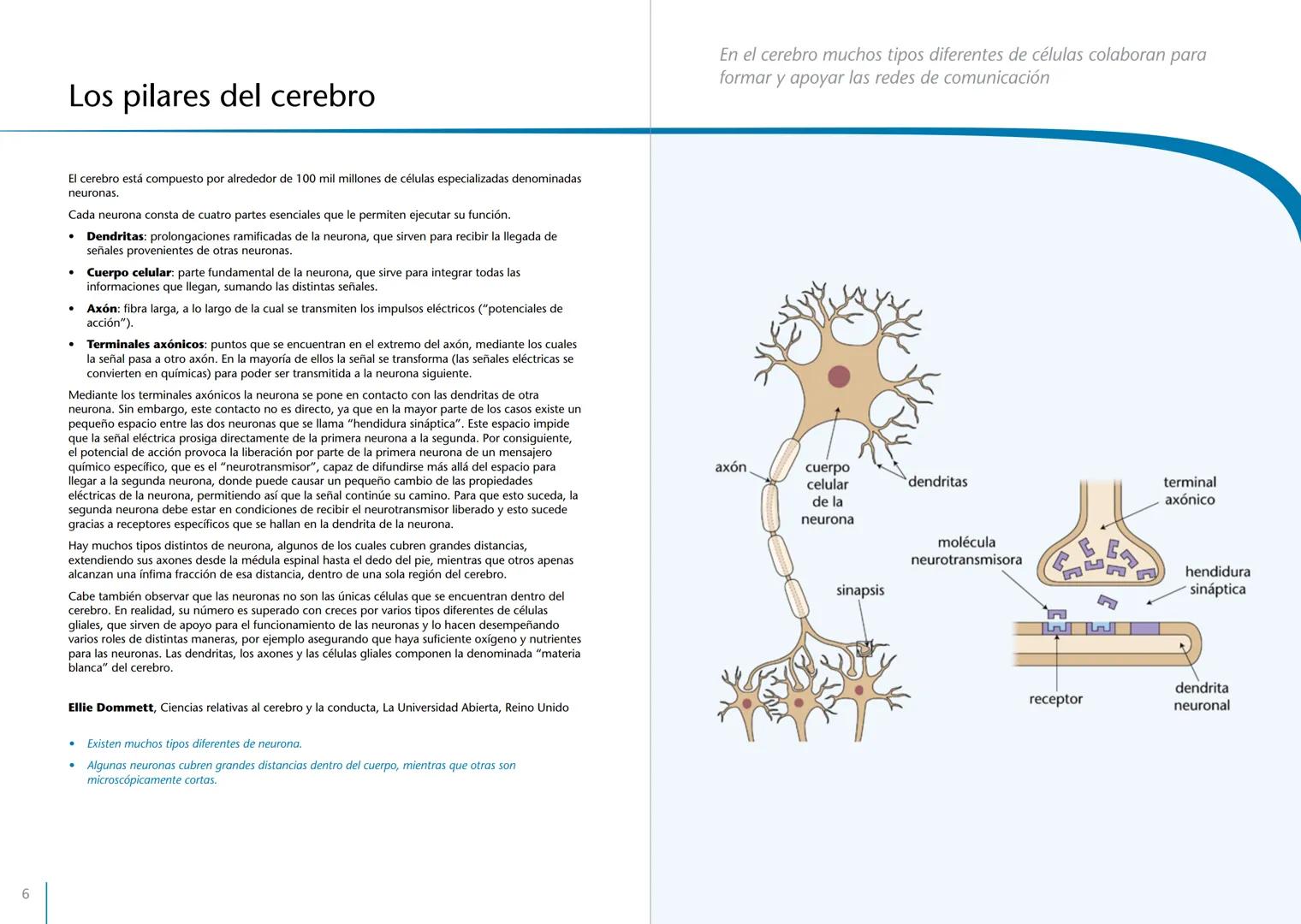 # LA PRIMERA INFANCIA EN PERSPECTIVA 7
# El cerebro en desarrollo # LA PRIMERA INFANCIA EN PERSPECTIVA
Serie editada por Martin Woodhead y