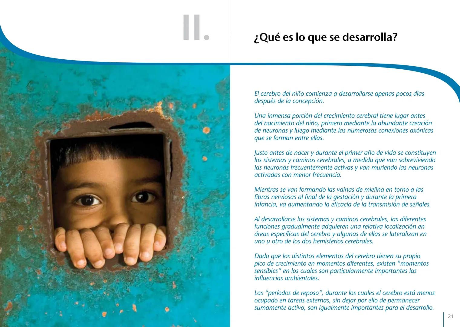 # LA PRIMERA INFANCIA EN PERSPECTIVA 7
# El cerebro en desarrollo # LA PRIMERA INFANCIA EN PERSPECTIVA
Serie editada por Martin Woodhead y