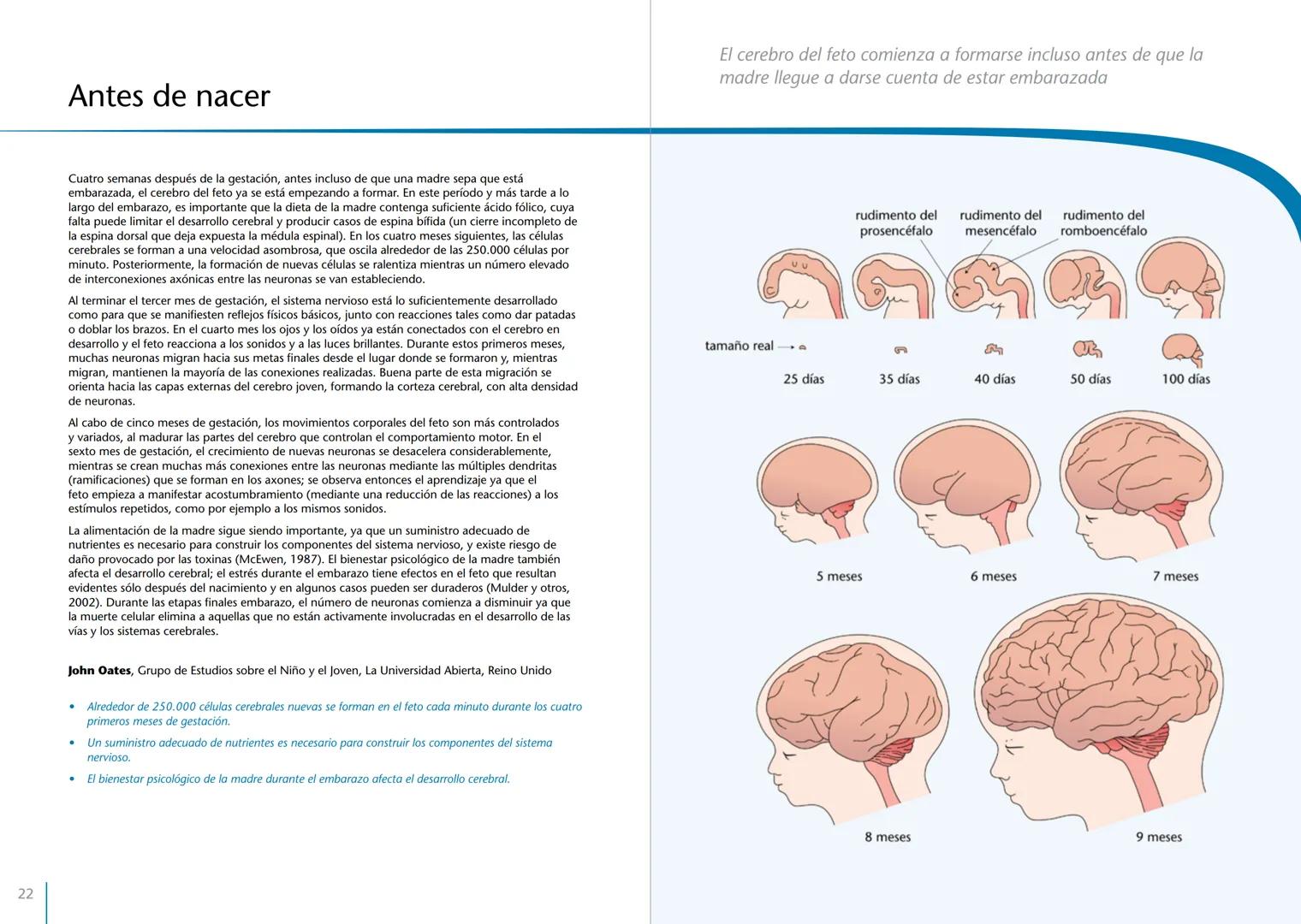 # LA PRIMERA INFANCIA EN PERSPECTIVA 7
# El cerebro en desarrollo # LA PRIMERA INFANCIA EN PERSPECTIVA
Serie editada por Martin Woodhead y