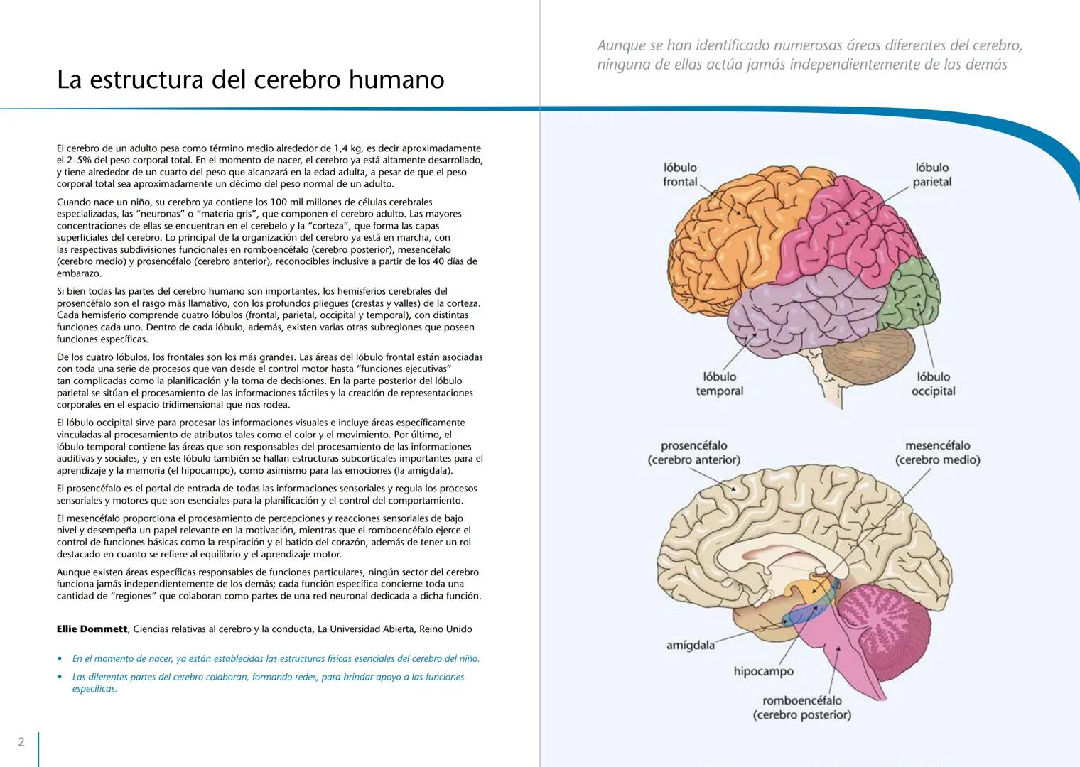 # LA PRIMERA INFANCIA EN PERSPECTIVA 7
# El cerebro en desarrollo # LA PRIMERA INFANCIA EN PERSPECTIVA
Serie editada por Martin Woodhead y
