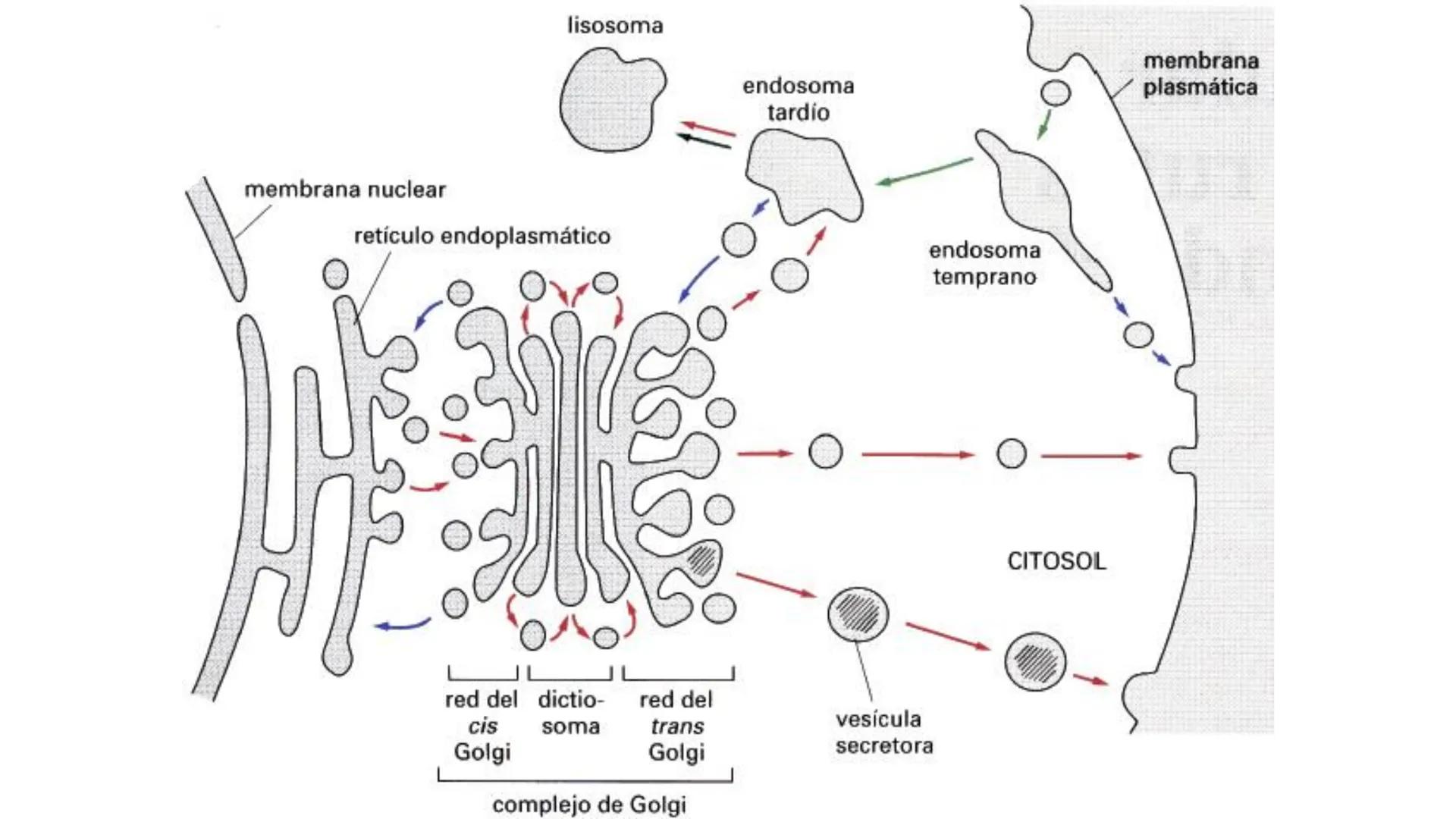 # BIOLOGIA CELULAR
EQUIPO DE DOCENTES ## MECANISMOS PARA EL METABOLISMO CELULAR.
Logro Sesión: Conocer las funciones de
peroxisomas, retíc