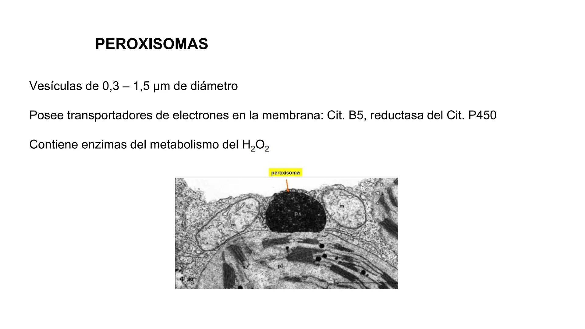 # BIOLOGIA CELULAR
EQUIPO DE DOCENTES ## MECANISMOS PARA EL METABOLISMO CELULAR.
Logro Sesión: Conocer las funciones de
peroxisomas, retíc
