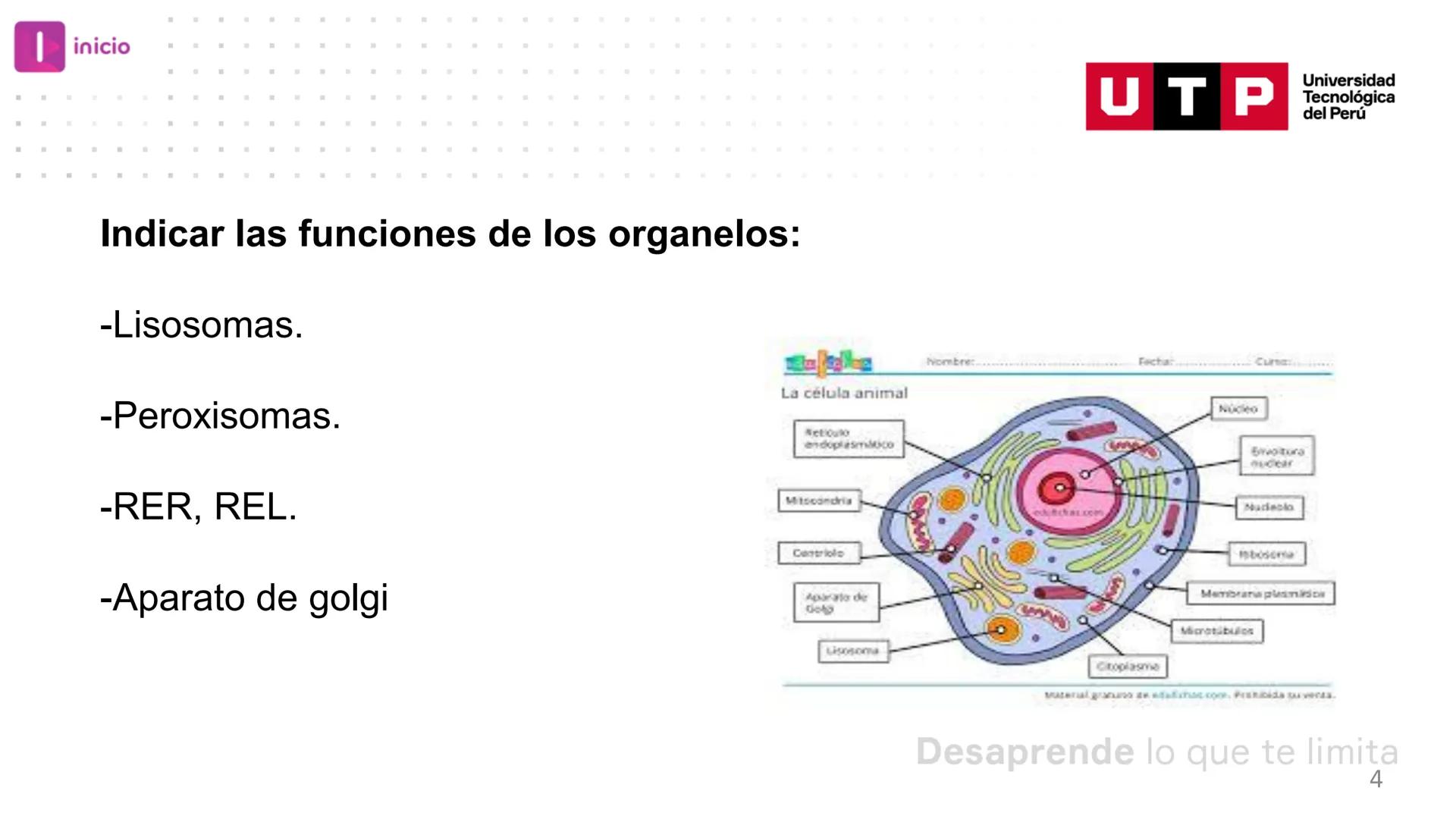 # BIOLOGIA CELULAR
EQUIPO DE DOCENTES ## MECANISMOS PARA EL METABOLISMO CELULAR.
Logro Sesión: Conocer las funciones de
peroxisomas, retíc