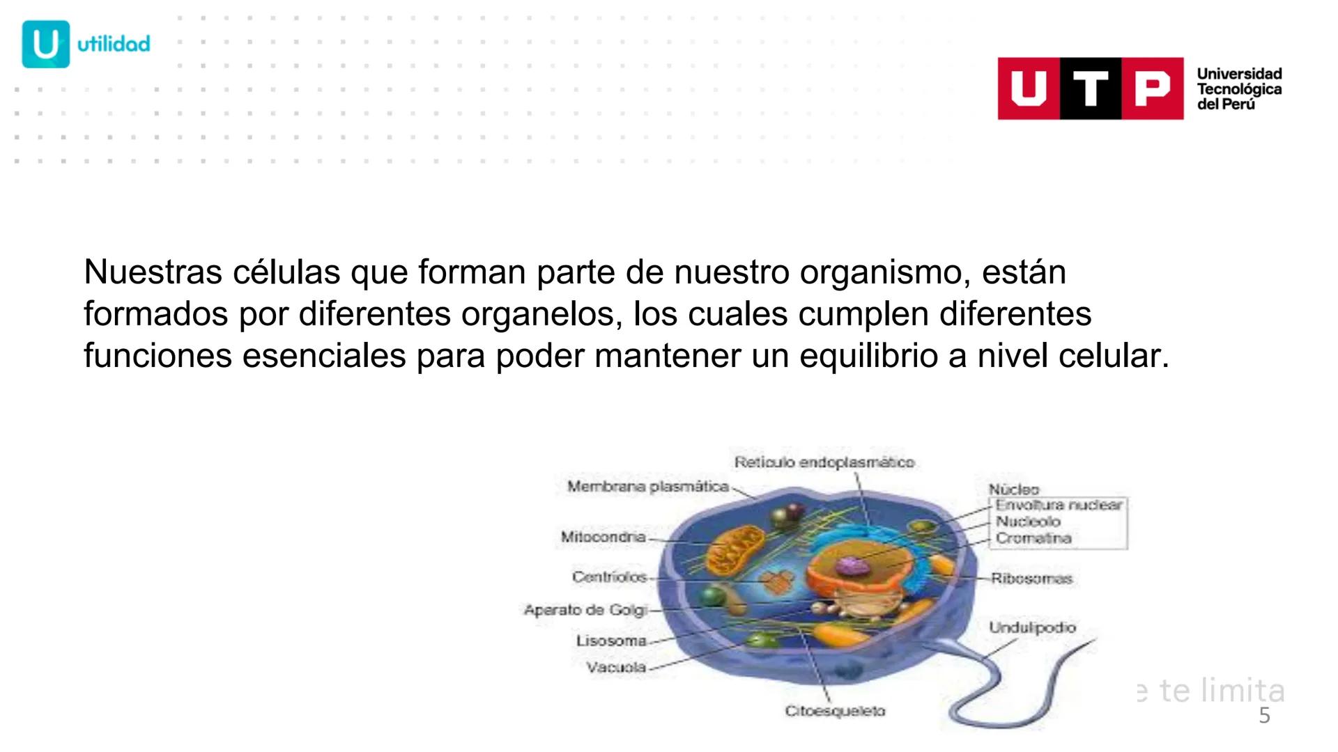 # BIOLOGIA CELULAR
EQUIPO DE DOCENTES ## MECANISMOS PARA EL METABOLISMO CELULAR.
Logro Sesión: Conocer las funciones de
peroxisomas, retíc