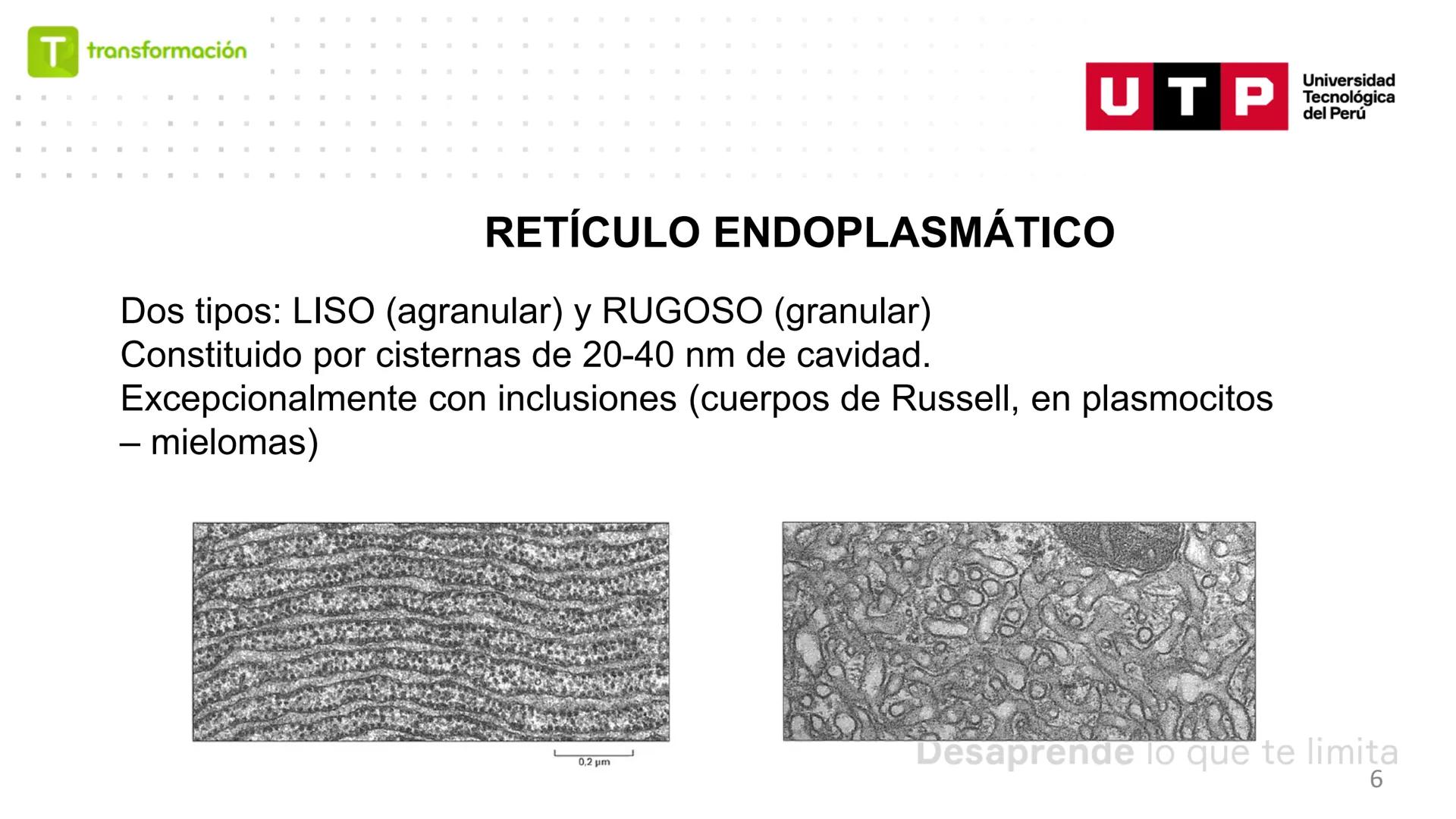 # BIOLOGIA CELULAR
EQUIPO DE DOCENTES ## MECANISMOS PARA EL METABOLISMO CELULAR.
Logro Sesión: Conocer las funciones de
peroxisomas, retíc