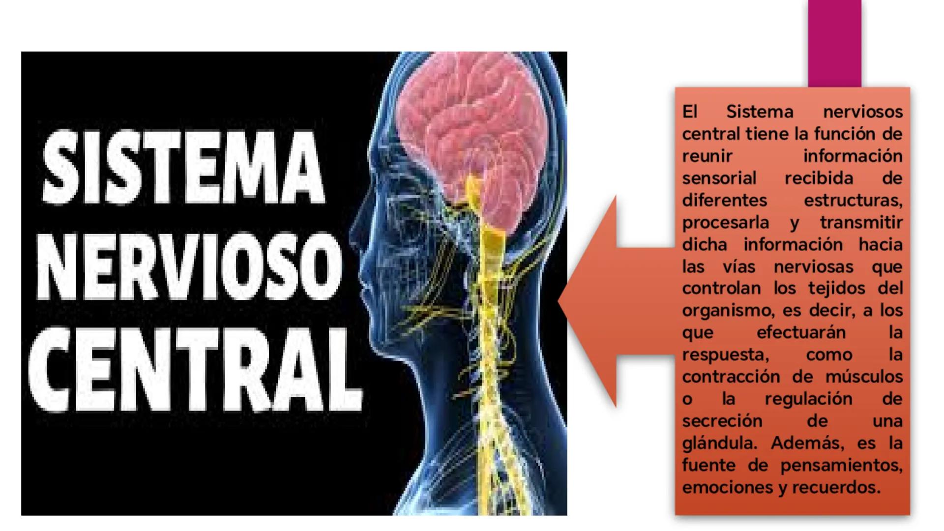 # SISTEMA NERVIOSO
UNIVERSIDAD CESAR VALLEJO - PIURA
ESCUELA DE ENFERMERÍA
DOCENTE: LIC. ENF. CARLOS DAVID PULACHE RUIZ
Universidad
César