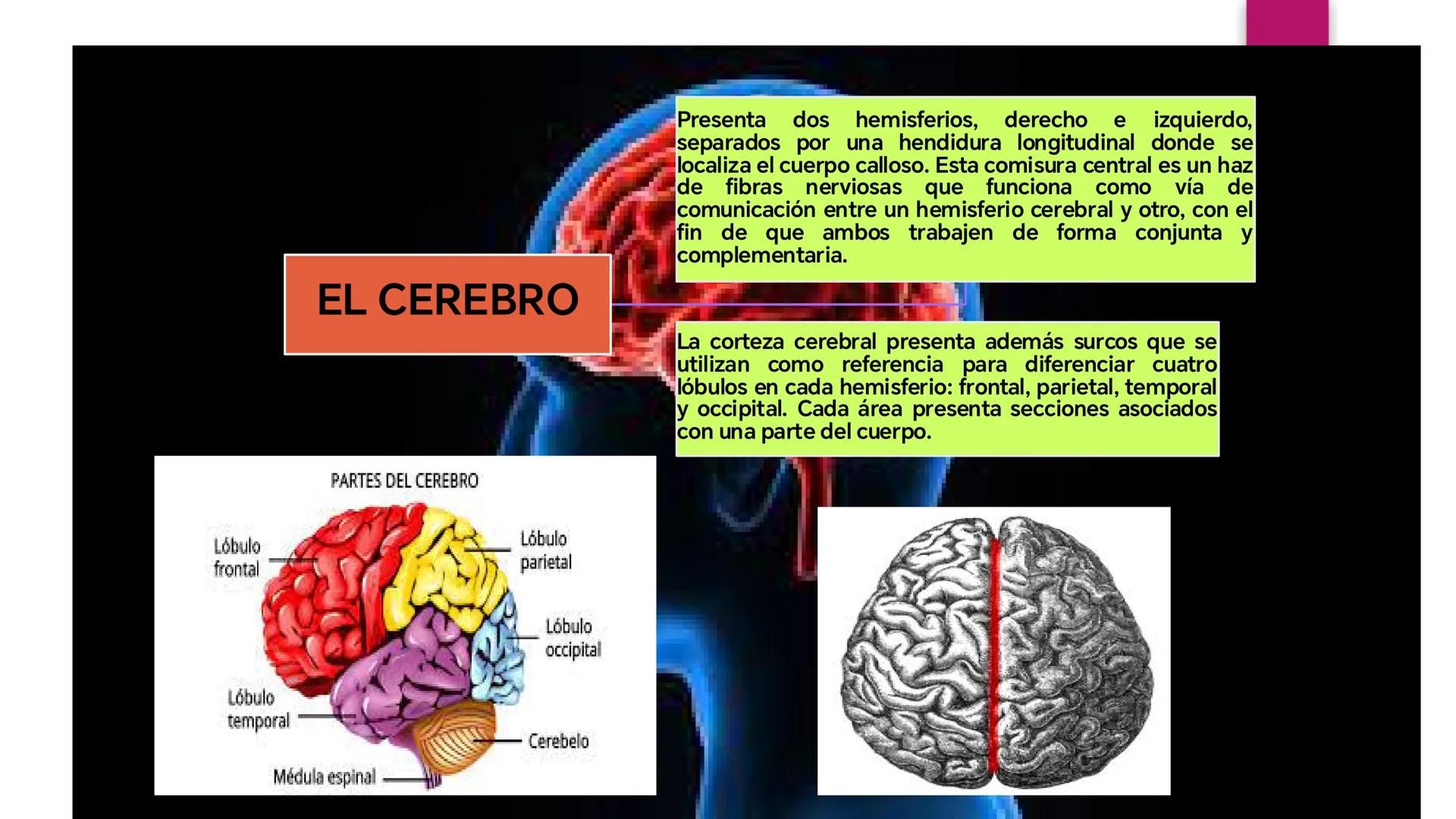# SISTEMA NERVIOSO
UNIVERSIDAD CESAR VALLEJO - PIURA
ESCUELA DE ENFERMERÍA
DOCENTE: LIC. ENF. CARLOS DAVID PULACHE RUIZ
Universidad
César