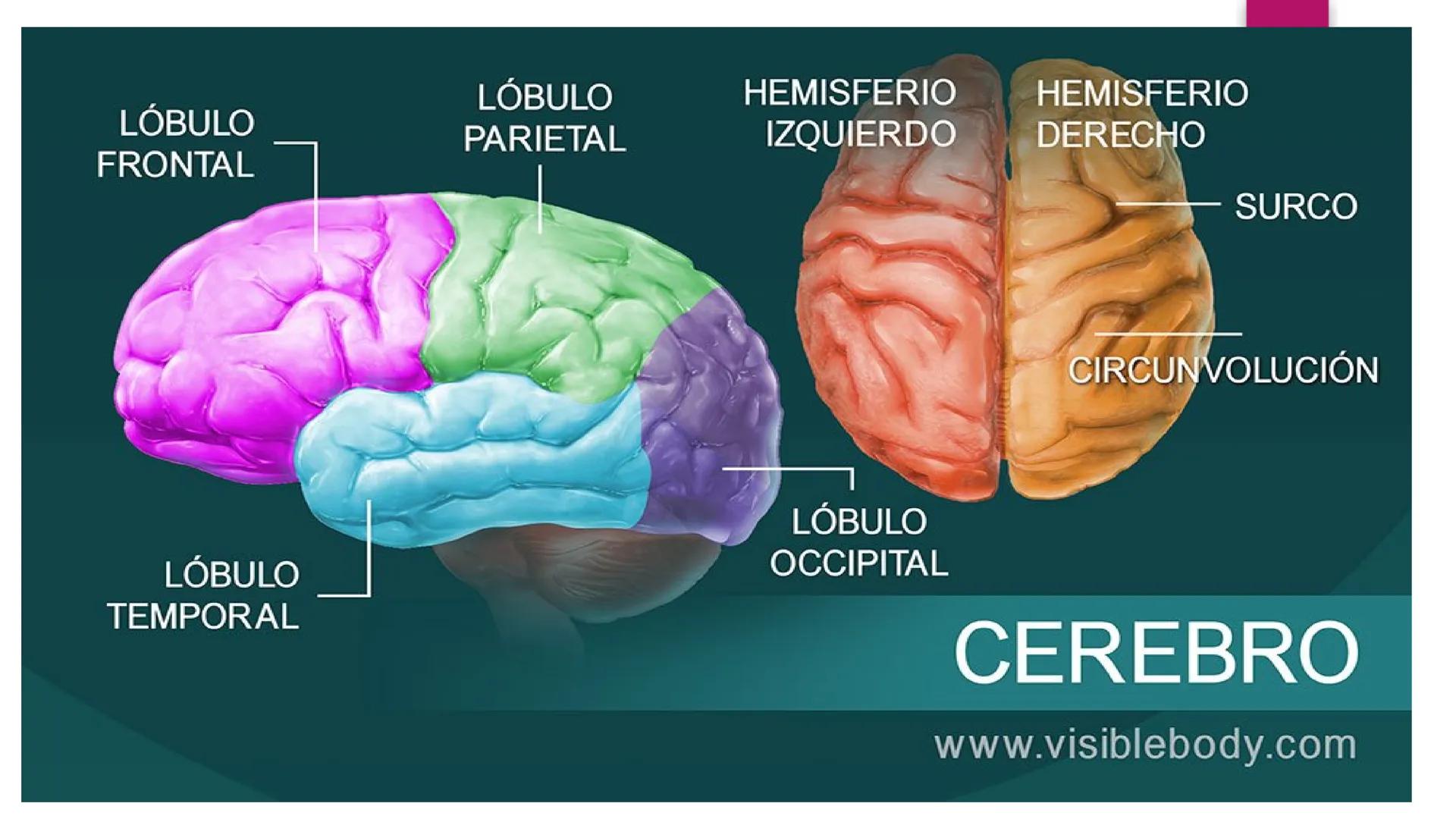 # SISTEMA NERVIOSO
UNIVERSIDAD CESAR VALLEJO - PIURA
ESCUELA DE ENFERMERÍA
DOCENTE: LIC. ENF. CARLOS DAVID PULACHE RUIZ
Universidad
César