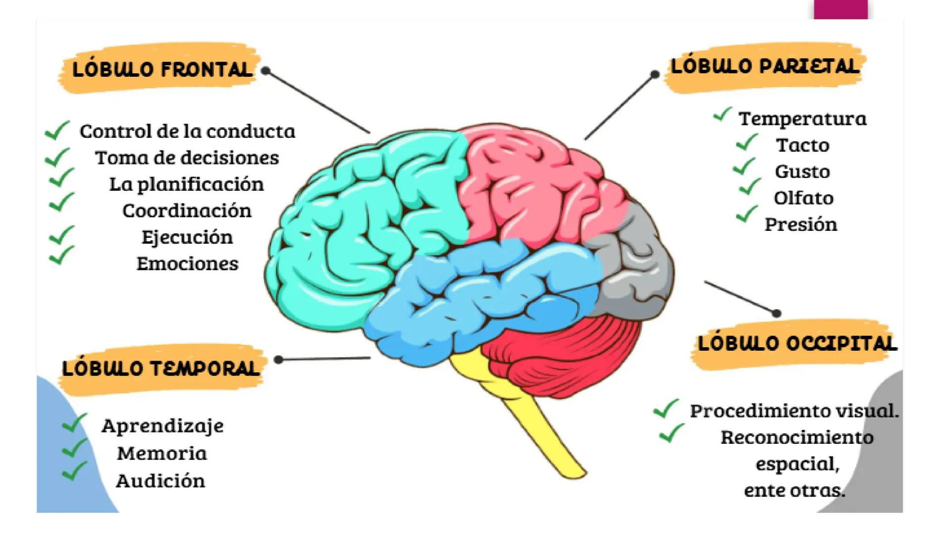 # SISTEMA NERVIOSO
UNIVERSIDAD CESAR VALLEJO - PIURA
ESCUELA DE ENFERMERÍA
DOCENTE: LIC. ENF. CARLOS DAVID PULACHE RUIZ
Universidad
César