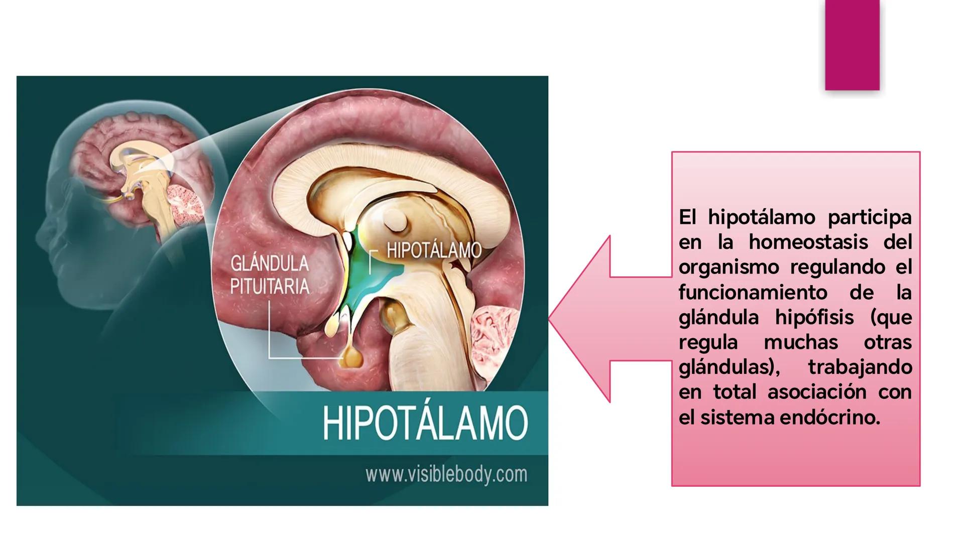 # SISTEMA NERVIOSO
UNIVERSIDAD CESAR VALLEJO - PIURA
ESCUELA DE ENFERMERÍA
DOCENTE: LIC. ENF. CARLOS DAVID PULACHE RUIZ
Universidad
César