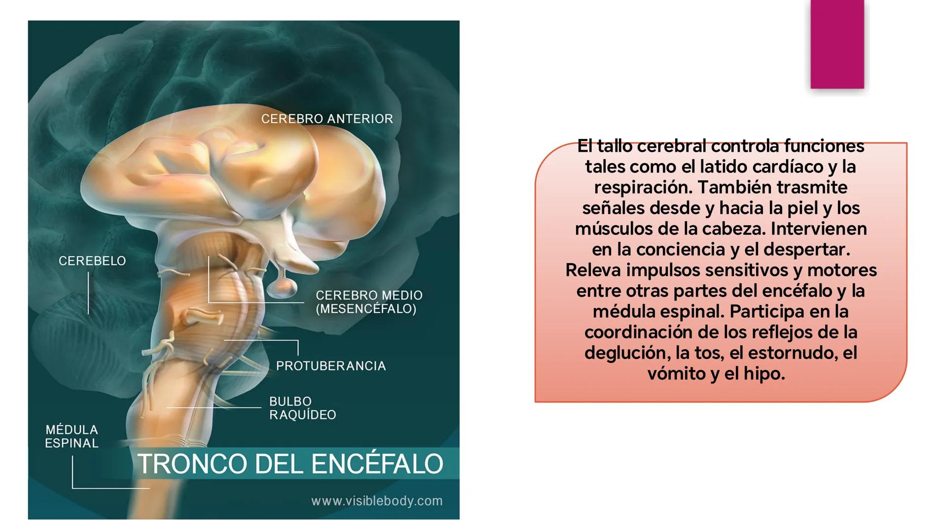 # SISTEMA NERVIOSO
UNIVERSIDAD CESAR VALLEJO - PIURA
ESCUELA DE ENFERMERÍA
DOCENTE: LIC. ENF. CARLOS DAVID PULACHE RUIZ
Universidad
César