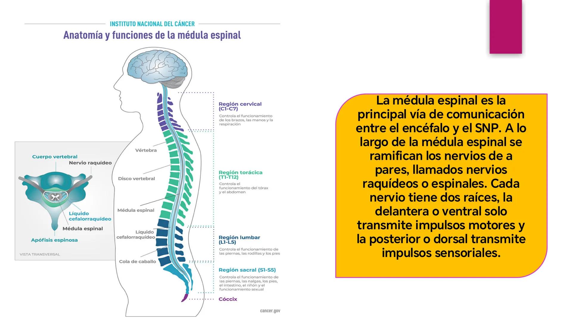 # SISTEMA NERVIOSO
UNIVERSIDAD CESAR VALLEJO - PIURA
ESCUELA DE ENFERMERÍA
DOCENTE: LIC. ENF. CARLOS DAVID PULACHE RUIZ
Universidad
César