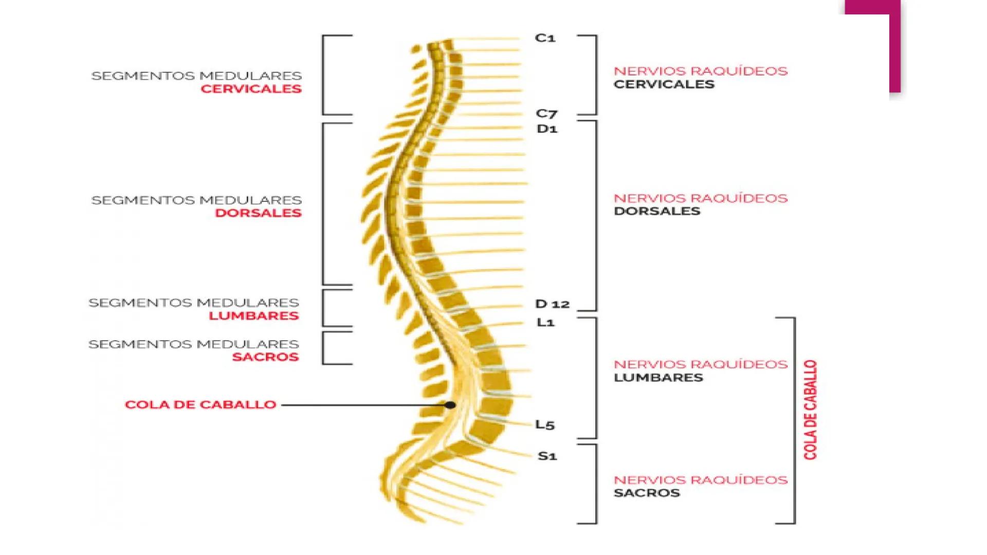 # SISTEMA NERVIOSO
UNIVERSIDAD CESAR VALLEJO - PIURA
ESCUELA DE ENFERMERÍA
DOCENTE: LIC. ENF. CARLOS DAVID PULACHE RUIZ
Universidad
César