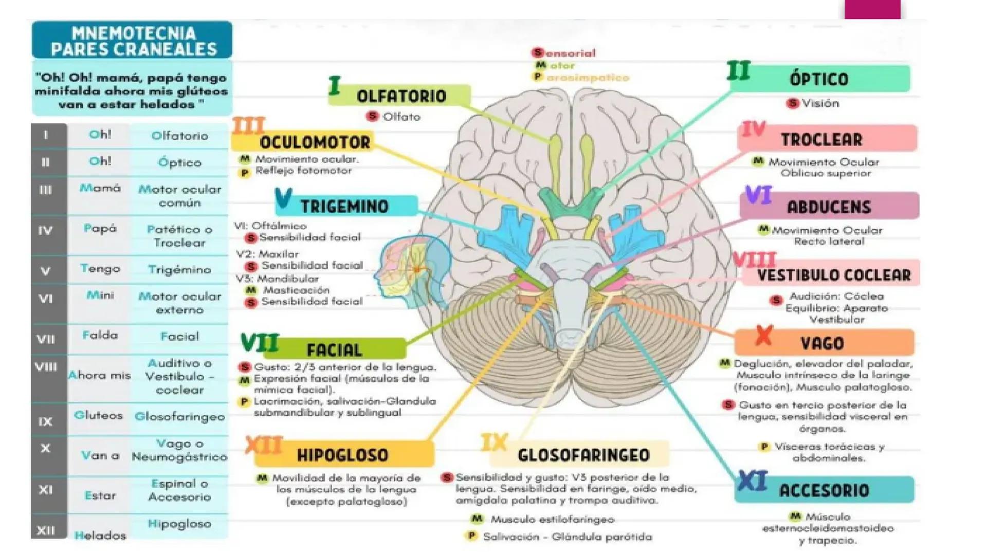 # SISTEMA NERVIOSO
UNIVERSIDAD CESAR VALLEJO - PIURA
ESCUELA DE ENFERMERÍA
DOCENTE: LIC. ENF. CARLOS DAVID PULACHE RUIZ
Universidad
César