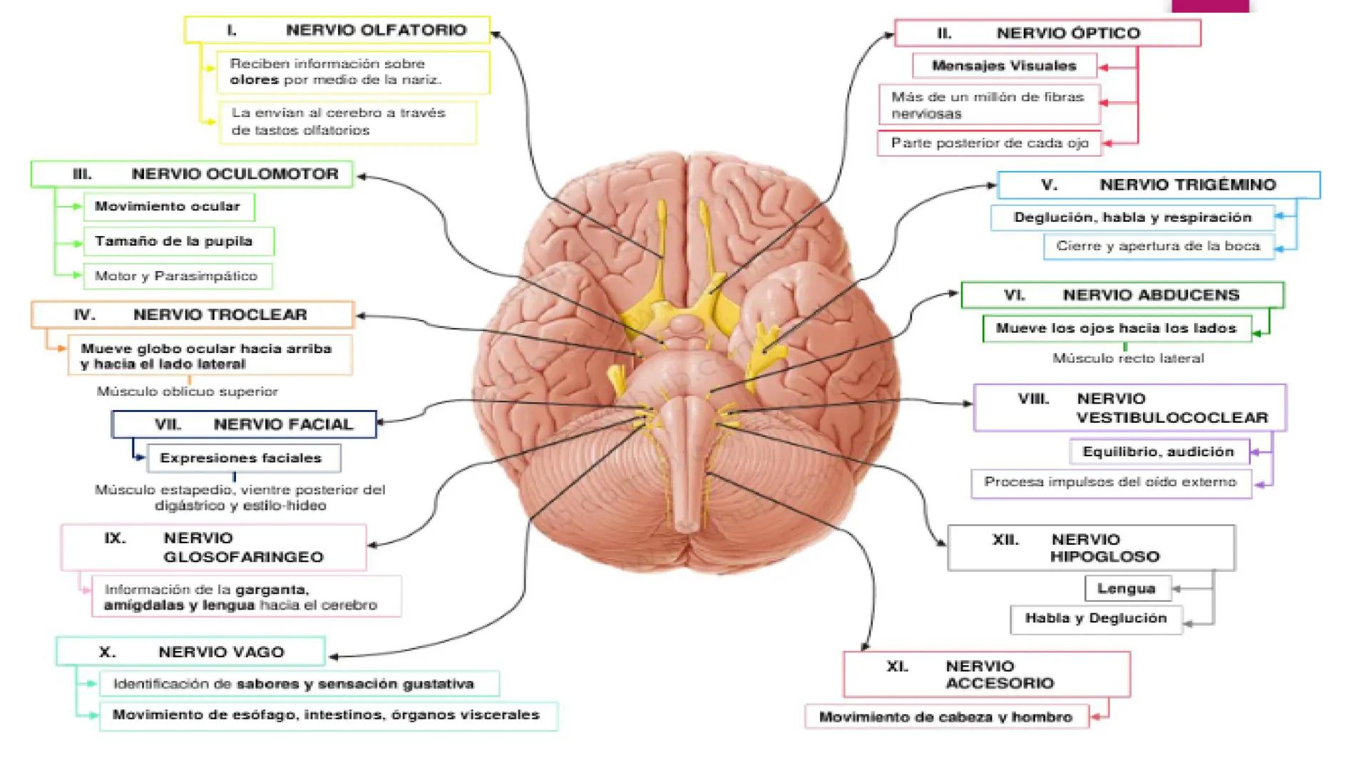 # SISTEMA NERVIOSO
UNIVERSIDAD CESAR VALLEJO - PIURA
ESCUELA DE ENFERMERÍA
DOCENTE: LIC. ENF. CARLOS DAVID PULACHE RUIZ
Universidad
César