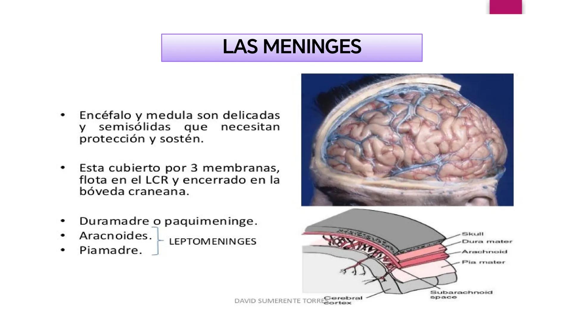 # SISTEMA NERVIOSO
UNIVERSIDAD CESAR VALLEJO - PIURA
ESCUELA DE ENFERMERÍA
DOCENTE: LIC. ENF. CARLOS DAVID PULACHE RUIZ
Universidad
César