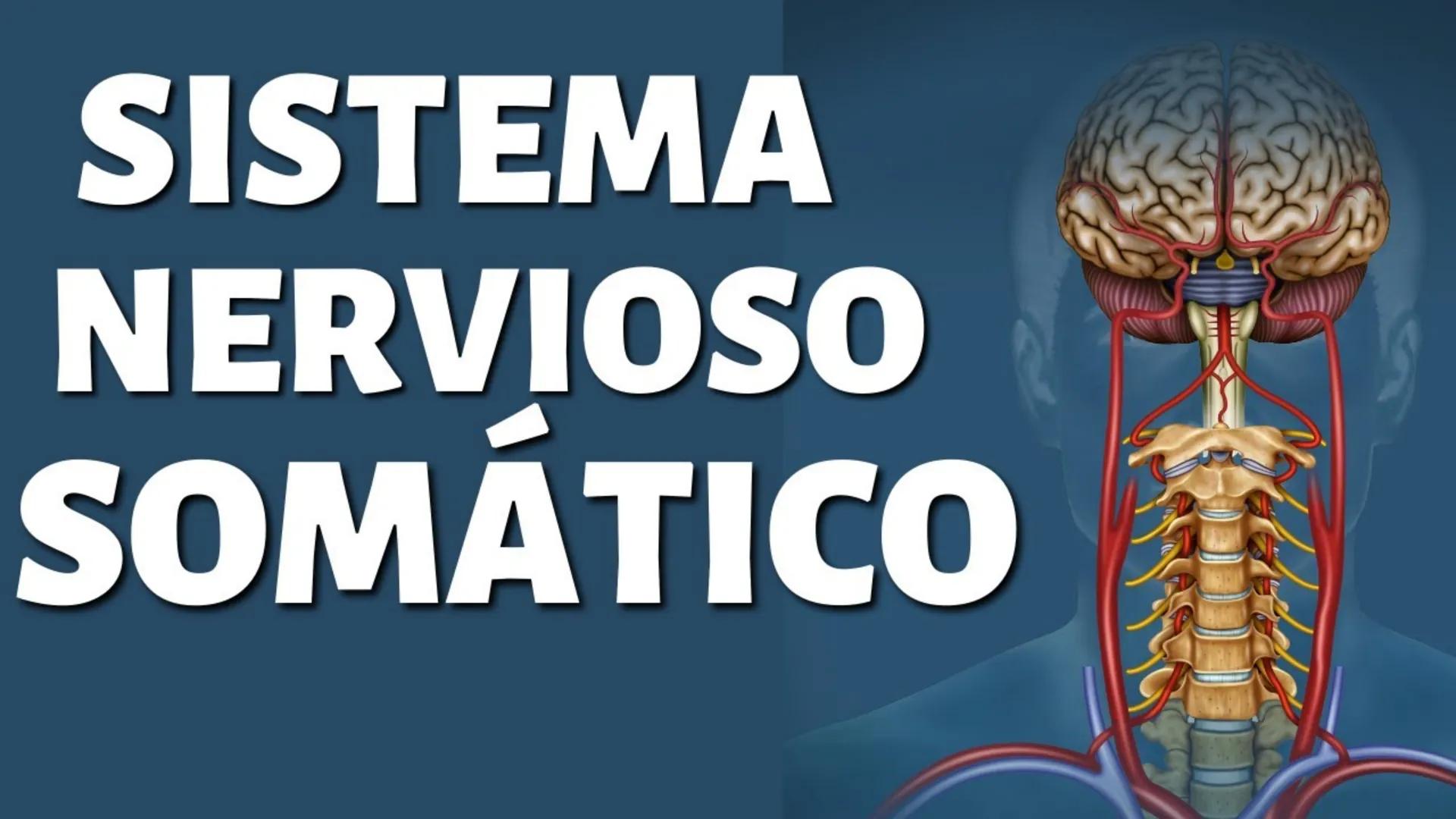 # SISTEMA NERVIOSO
UNIVERSIDAD CESAR VALLEJO - PIURA
ESCUELA DE ENFERMERÍA
DOCENTE: LIC. ENF. CARLOS DAVID PULACHE RUIZ
Universidad
César