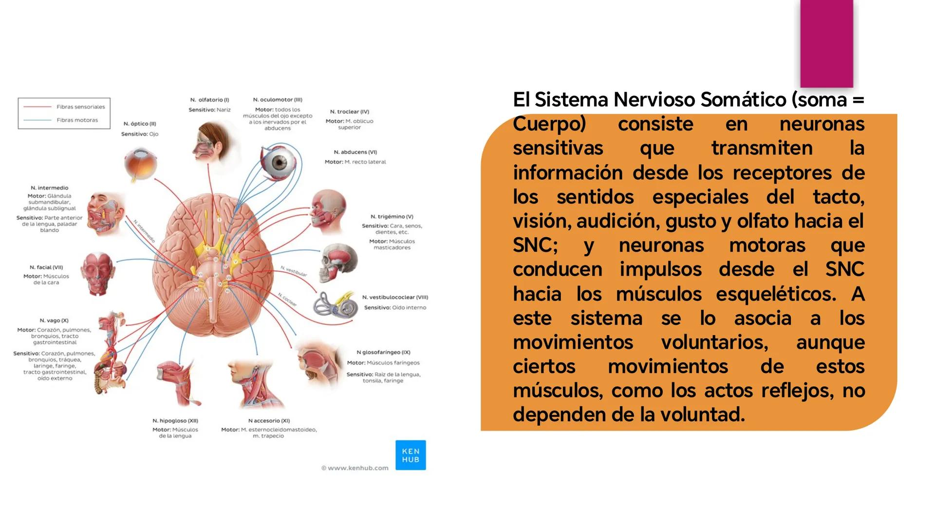# SISTEMA NERVIOSO
UNIVERSIDAD CESAR VALLEJO - PIURA
ESCUELA DE ENFERMERÍA
DOCENTE: LIC. ENF. CARLOS DAVID PULACHE RUIZ
Universidad
César