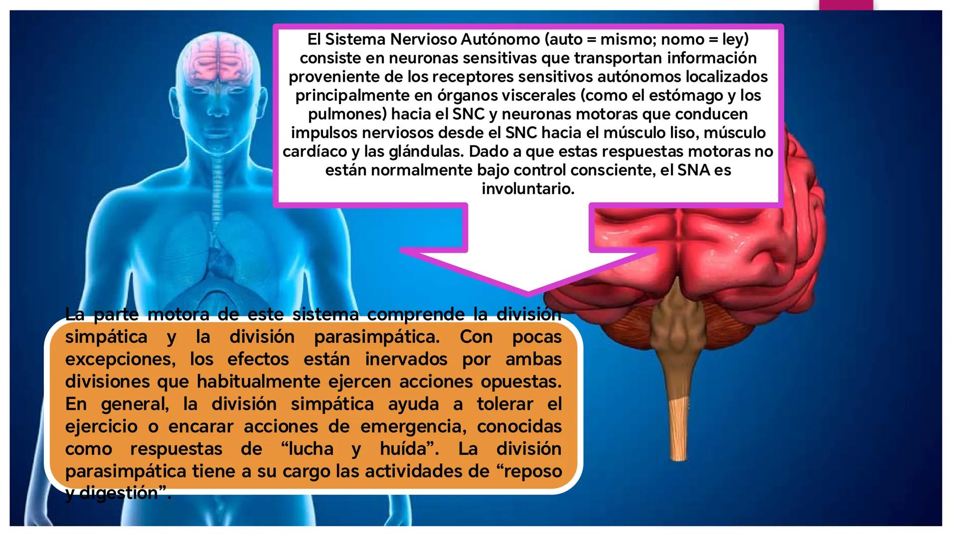 # SISTEMA NERVIOSO
UNIVERSIDAD CESAR VALLEJO - PIURA
ESCUELA DE ENFERMERÍA
DOCENTE: LIC. ENF. CARLOS DAVID PULACHE RUIZ
Universidad
César