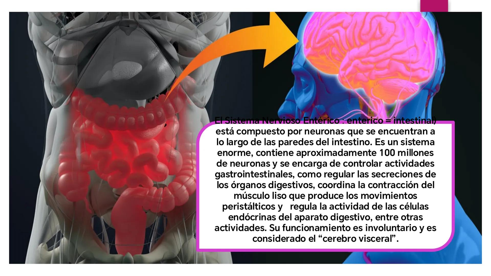 # SISTEMA NERVIOSO
UNIVERSIDAD CESAR VALLEJO - PIURA
ESCUELA DE ENFERMERÍA
DOCENTE: LIC. ENF. CARLOS DAVID PULACHE RUIZ
Universidad
César