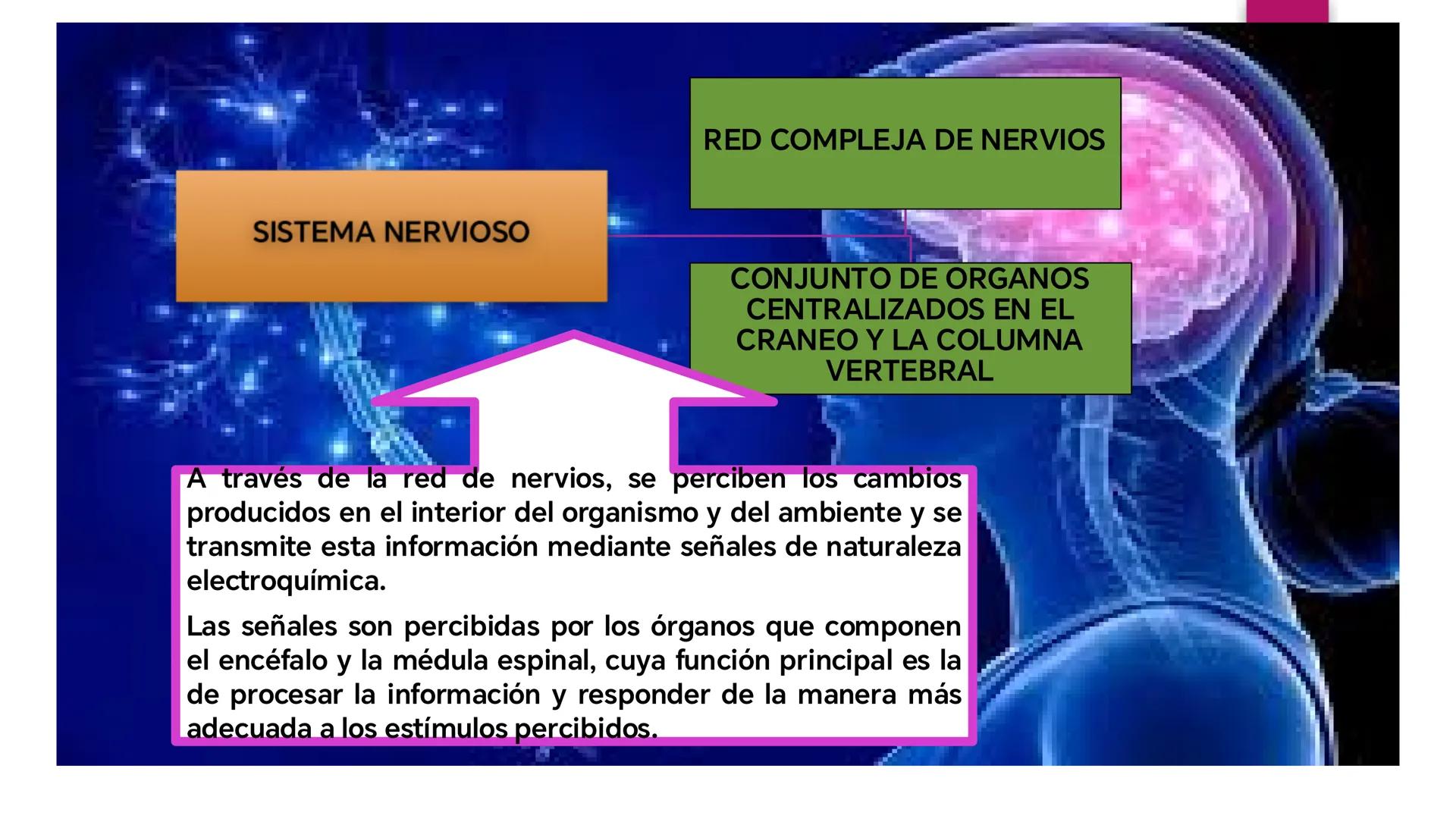 # SISTEMA NERVIOSO
UNIVERSIDAD CESAR VALLEJO - PIURA
ESCUELA DE ENFERMERÍA
DOCENTE: LIC. ENF. CARLOS DAVID PULACHE RUIZ
Universidad
César