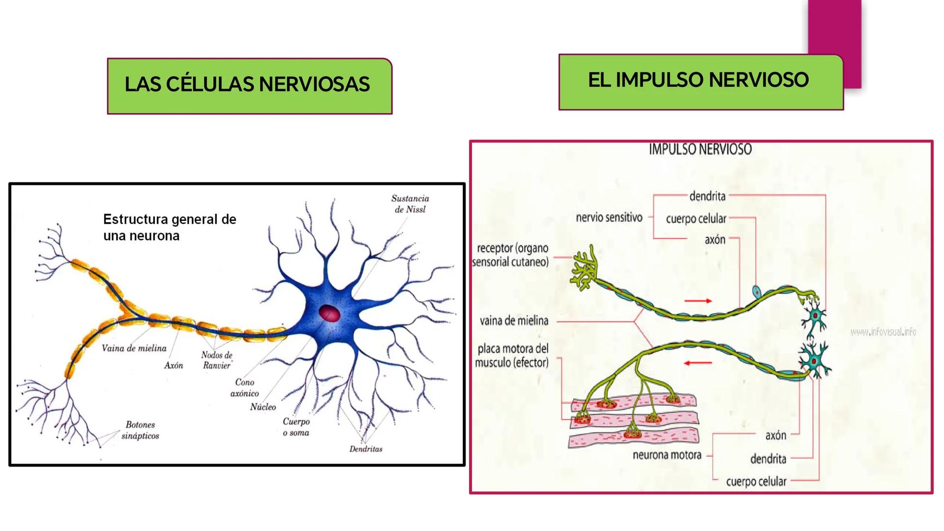 # SISTEMA NERVIOSO
UNIVERSIDAD CESAR VALLEJO - PIURA
ESCUELA DE ENFERMERÍA
DOCENTE: LIC. ENF. CARLOS DAVID PULACHE RUIZ
Universidad
César