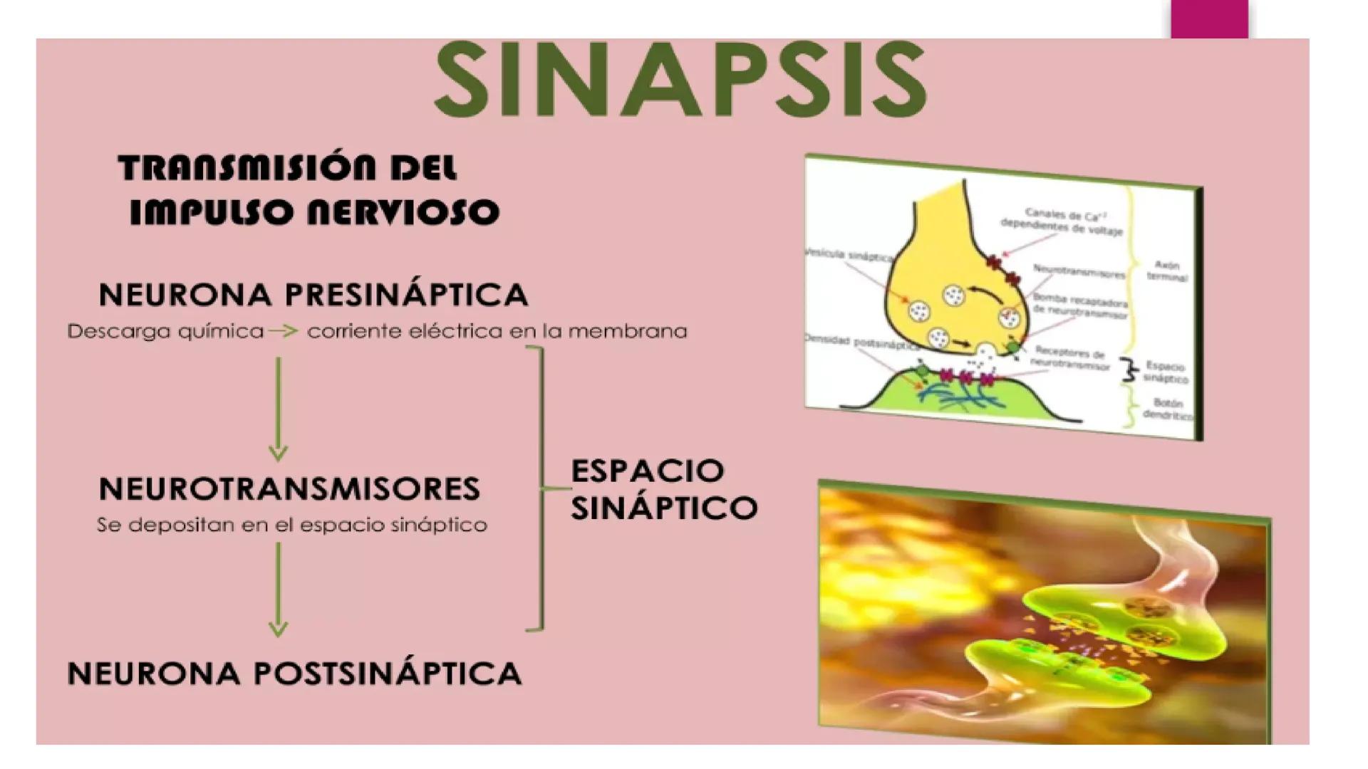 # SISTEMA NERVIOSO
UNIVERSIDAD CESAR VALLEJO - PIURA
ESCUELA DE ENFERMERÍA
DOCENTE: LIC. ENF. CARLOS DAVID PULACHE RUIZ
Universidad
César