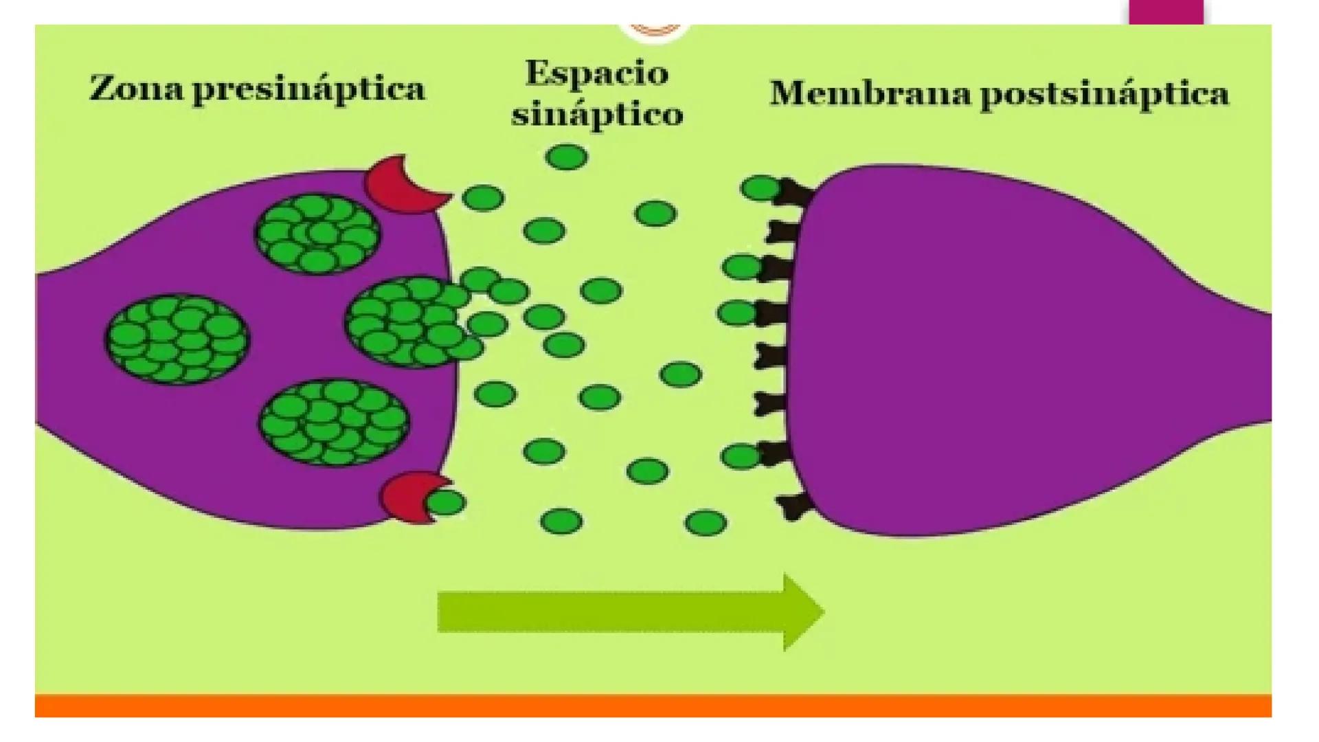 # SISTEMA NERVIOSO
UNIVERSIDAD CESAR VALLEJO - PIURA
ESCUELA DE ENFERMERÍA
DOCENTE: LIC. ENF. CARLOS DAVID PULACHE RUIZ
Universidad
César
