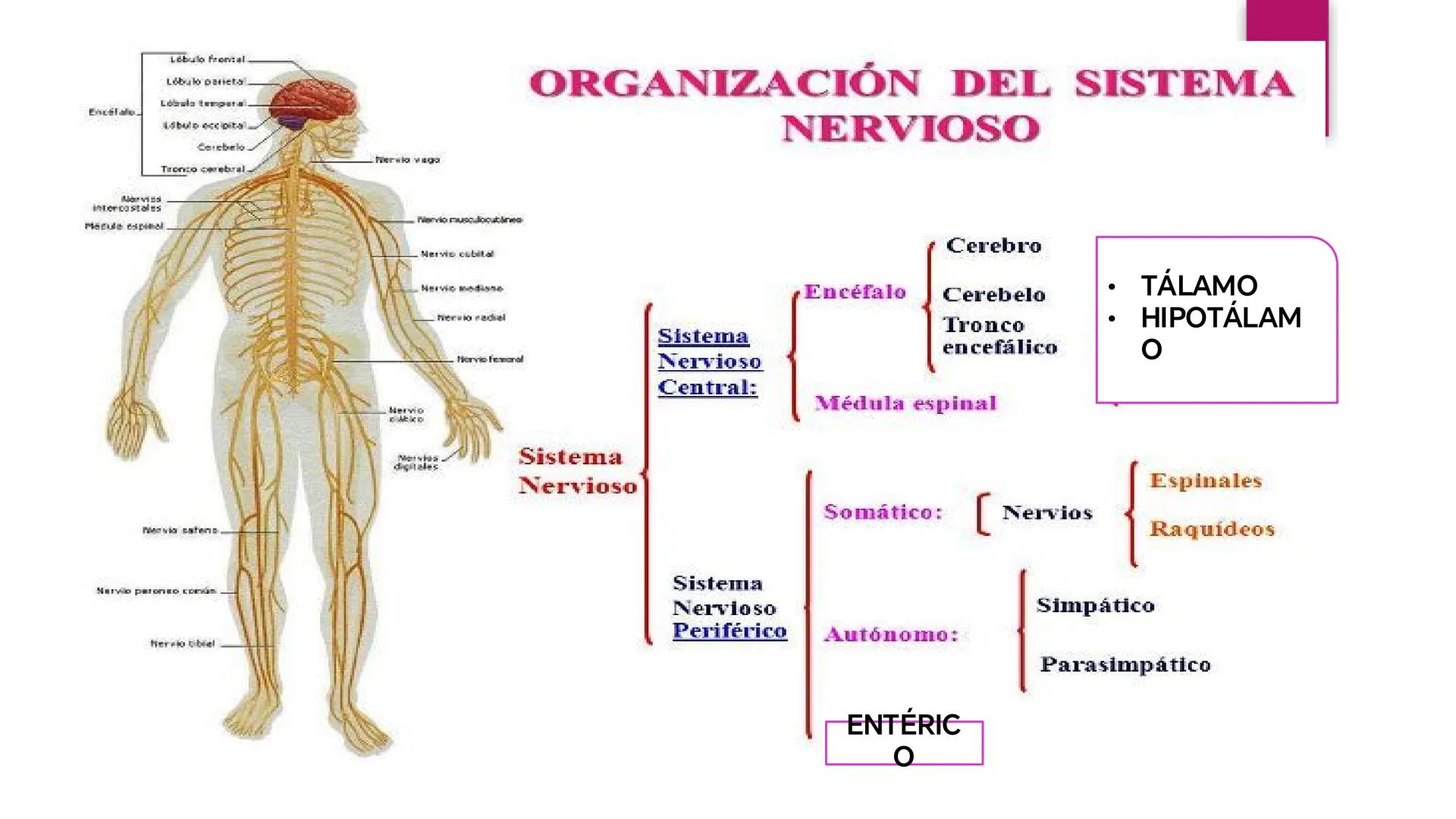 # SISTEMA NERVIOSO
UNIVERSIDAD CESAR VALLEJO - PIURA
ESCUELA DE ENFERMERÍA
DOCENTE: LIC. ENF. CARLOS DAVID PULACHE RUIZ
Universidad
César