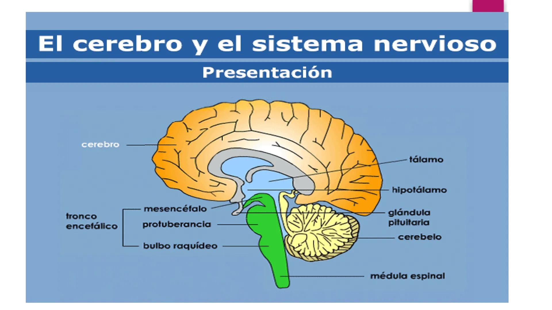 # SISTEMA NERVIOSO
UNIVERSIDAD CESAR VALLEJO - PIURA
ESCUELA DE ENFERMERÍA
DOCENTE: LIC. ENF. CARLOS DAVID PULACHE RUIZ
Universidad
César