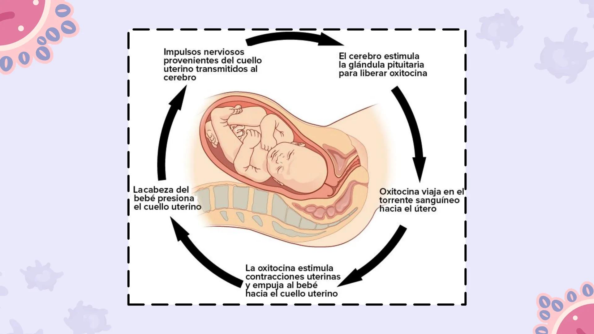 # CAP 03:
# HOMEOSTASIS
Enc.: ERICK F. LUDEÑA A. ### ¿QUE ES LA HOMEOSTASIS?
* Capacidad del organismo para mantener
un ambiente intern