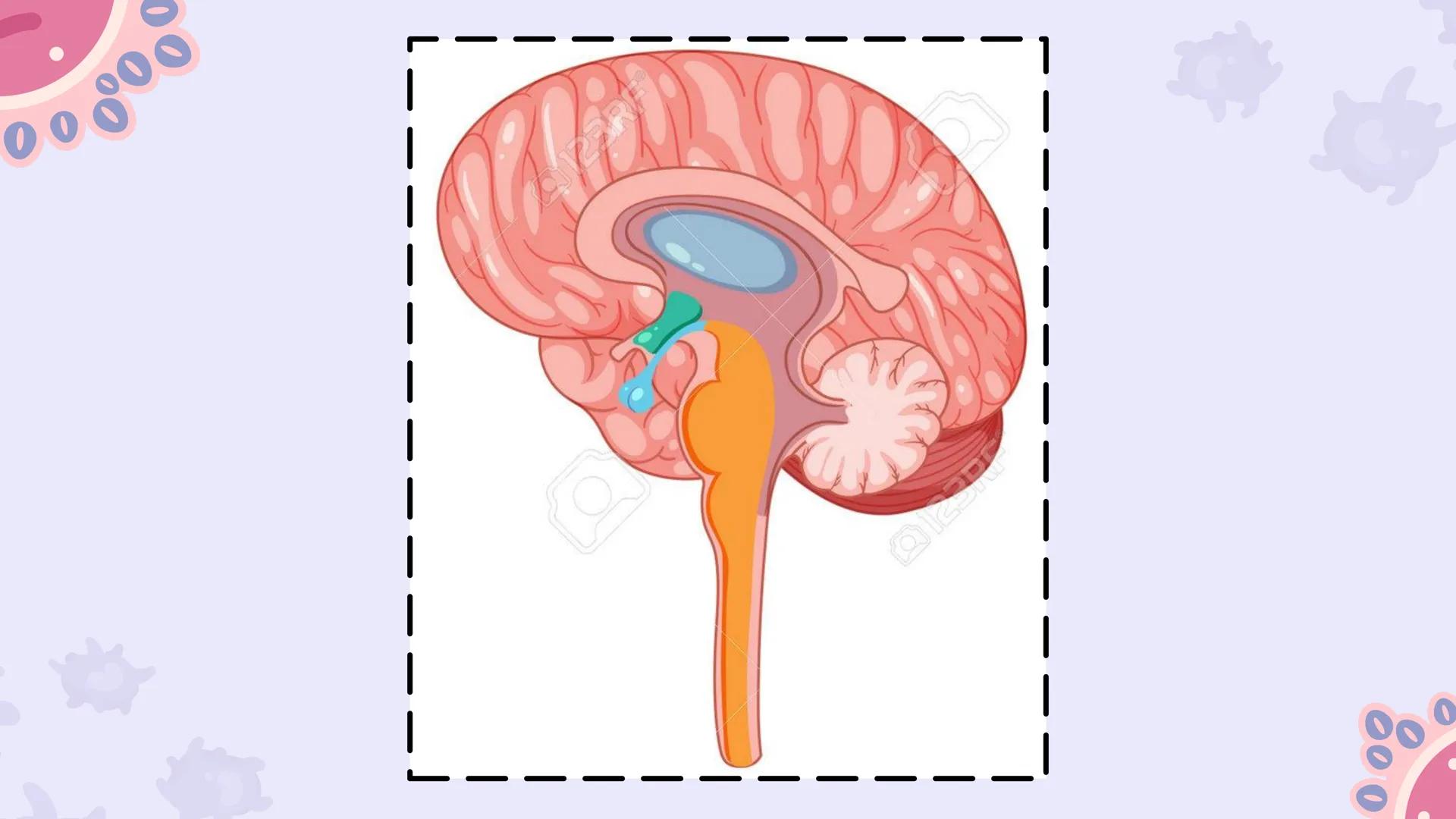 # CAP 03:
# HOMEOSTASIS
Enc.: ERICK F. LUDEÑA A. ### ¿QUE ES LA HOMEOSTASIS?
* Capacidad del organismo para mantener
un ambiente intern