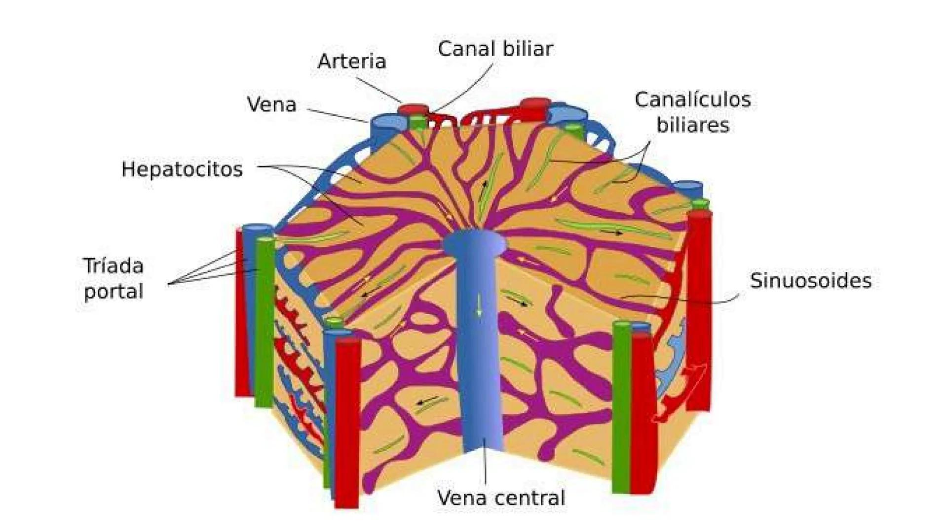 # SEMANA 6
2025 - II
UNIVERSIDAD CONTINENTAL
# MORFOFISIOLOGÍA
# DEL CUERPO HUMANO
TEORÍA Morfofisiología del Cuerpo Humano
Propósito: A