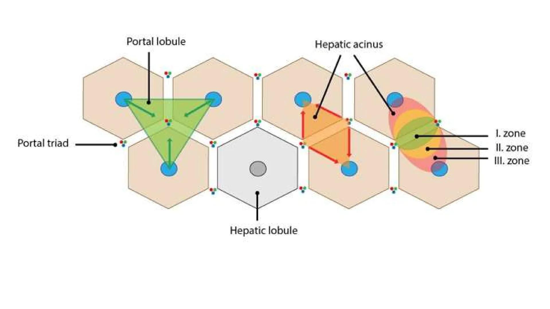 # SEMANA 6
2025 - II
UNIVERSIDAD CONTINENTAL
# MORFOFISIOLOGÍA
# DEL CUERPO HUMANO
TEORÍA Morfofisiología del Cuerpo Humano
Propósito: A