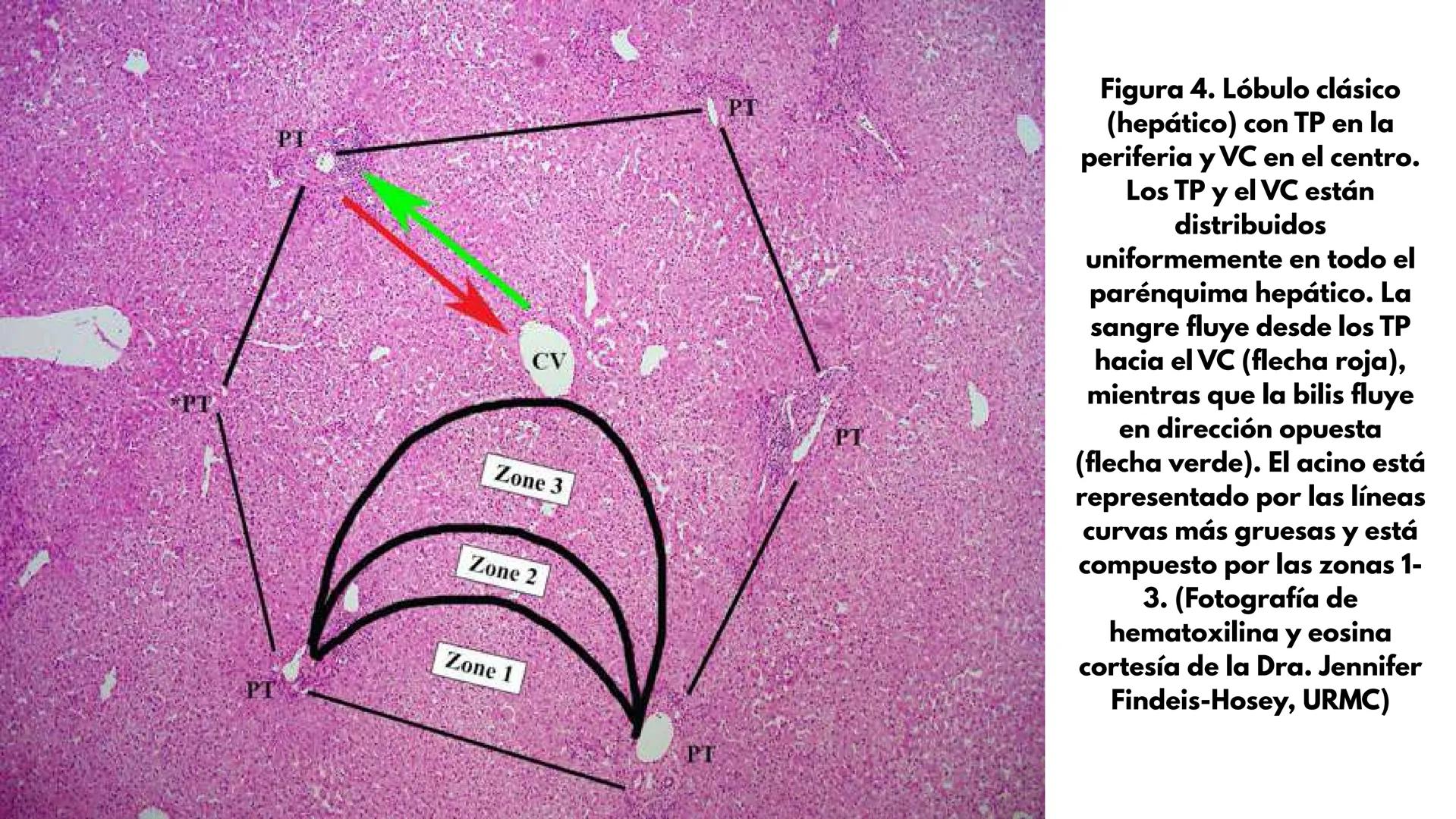 # SEMANA 6
2025 - II
UNIVERSIDAD CONTINENTAL
# MORFOFISIOLOGÍA
# DEL CUERPO HUMANO
TEORÍA Morfofisiología del Cuerpo Humano
Propósito: A