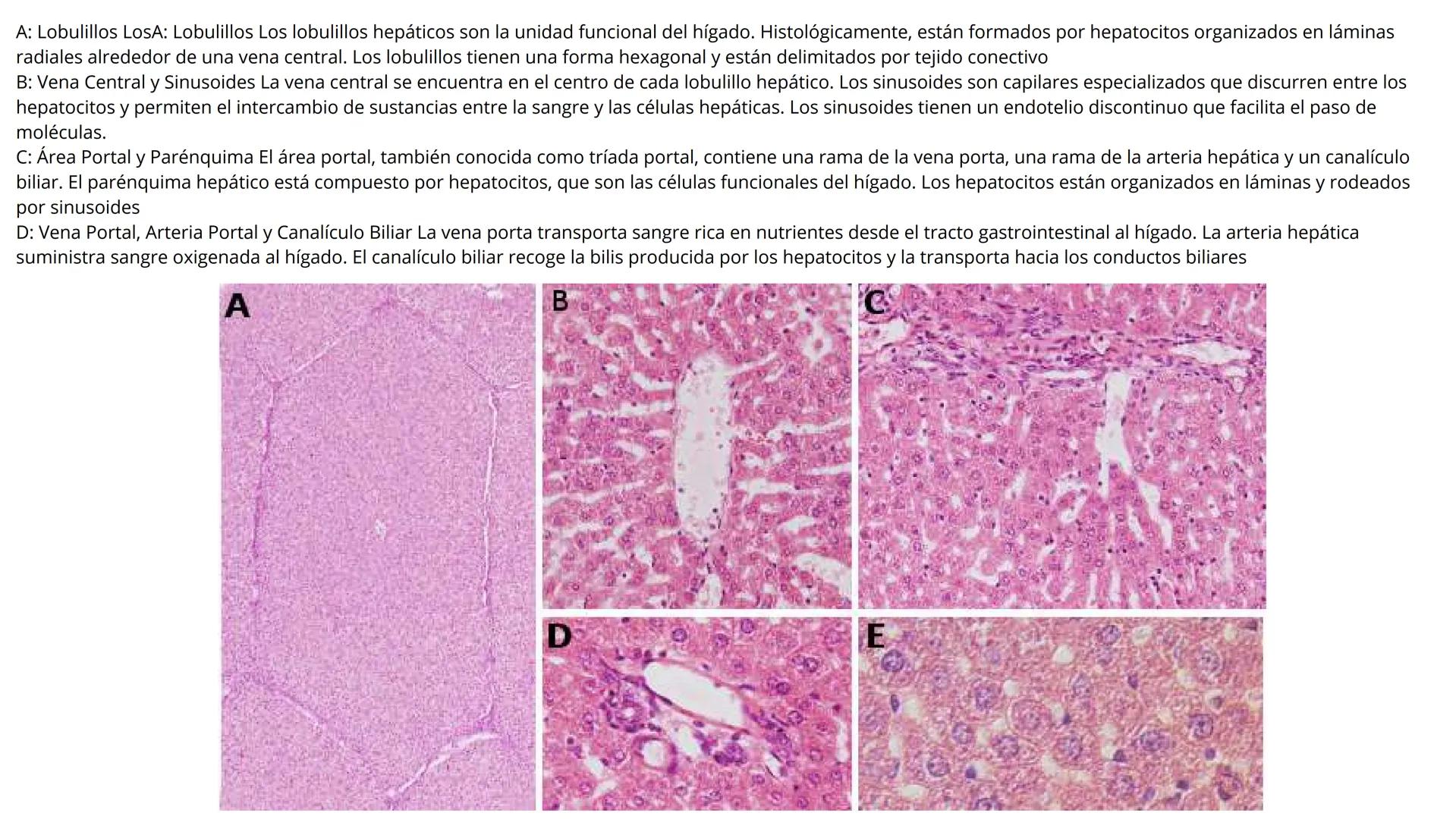 # SEMANA 6
2025 - II
UNIVERSIDAD CONTINENTAL
# MORFOFISIOLOGÍA
# DEL CUERPO HUMANO
TEORÍA Morfofisiología del Cuerpo Humano
Propósito: A