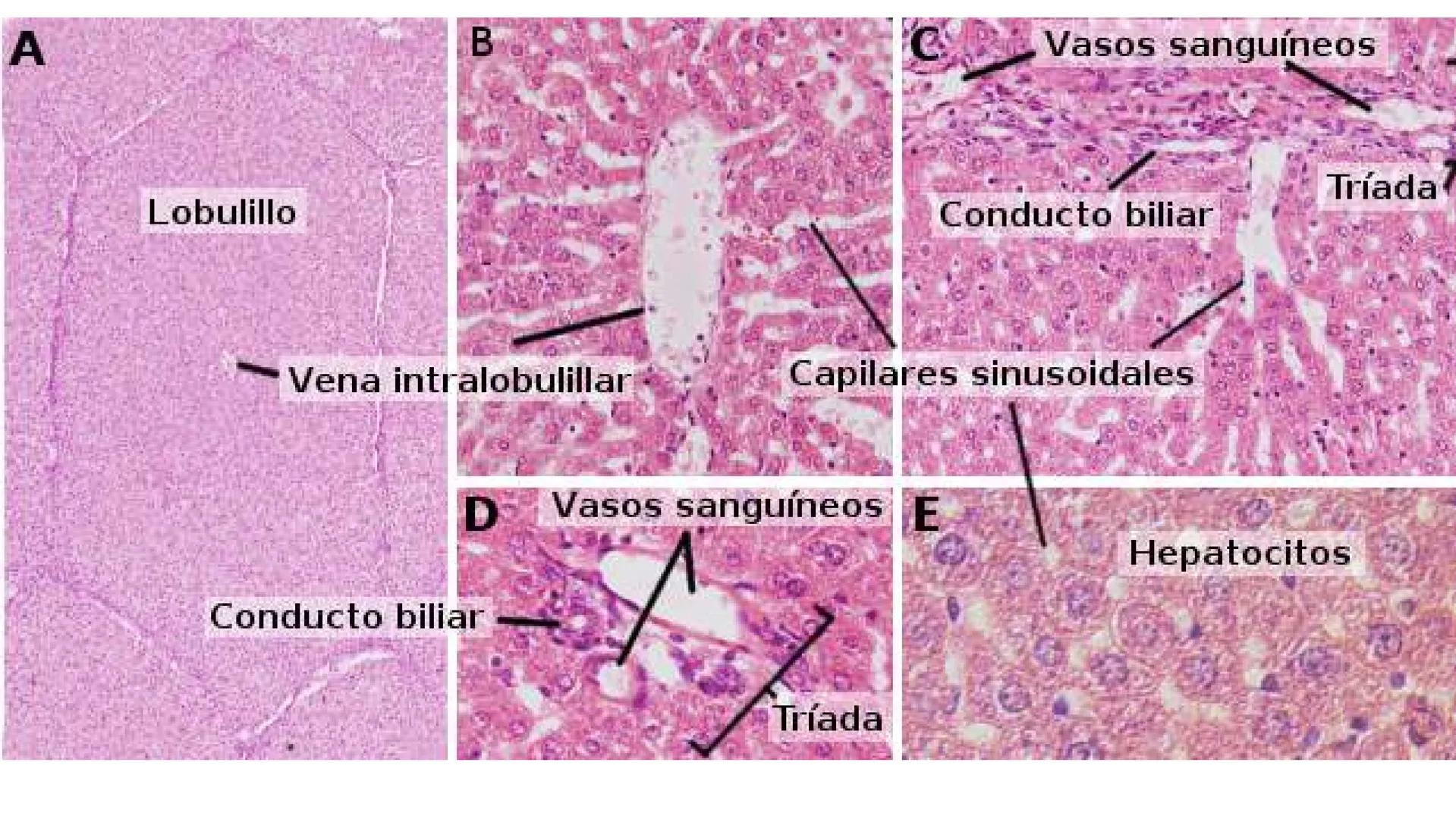 # SEMANA 6
2025 - II
UNIVERSIDAD CONTINENTAL
# MORFOFISIOLOGÍA
# DEL CUERPO HUMANO
TEORÍA Morfofisiología del Cuerpo Humano
Propósito: A