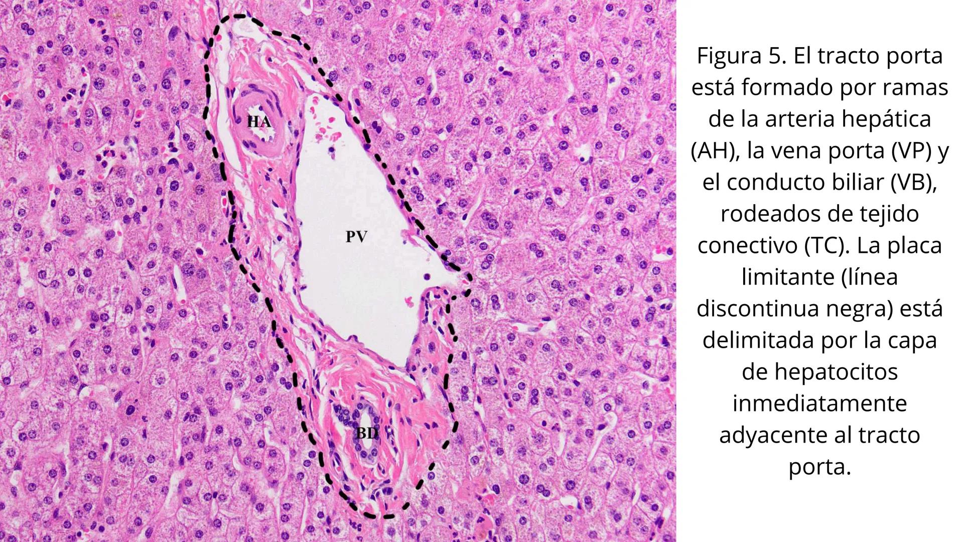 # SEMANA 6
2025 - II
UNIVERSIDAD CONTINENTAL
# MORFOFISIOLOGÍA
# DEL CUERPO HUMANO
TEORÍA Morfofisiología del Cuerpo Humano
Propósito: A