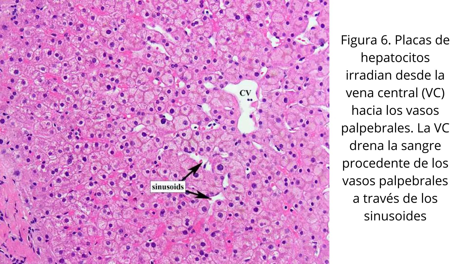 # SEMANA 6
2025 - II
UNIVERSIDAD CONTINENTAL
# MORFOFISIOLOGÍA
# DEL CUERPO HUMANO
TEORÍA Morfofisiología del Cuerpo Humano
Propósito: A