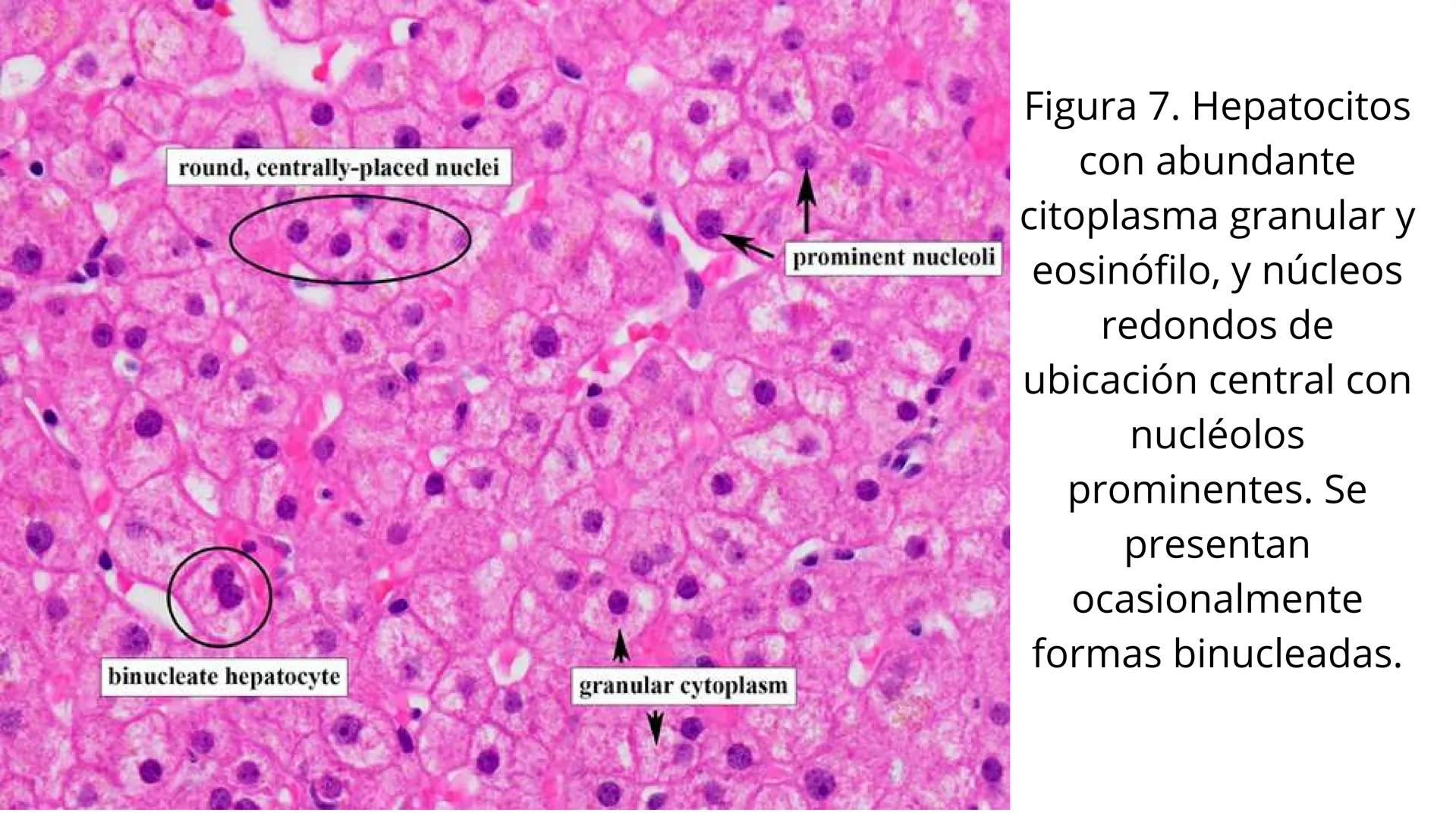 # SEMANA 6
2025 - II
UNIVERSIDAD CONTINENTAL
# MORFOFISIOLOGÍA
# DEL CUERPO HUMANO
TEORÍA Morfofisiología del Cuerpo Humano
Propósito: A